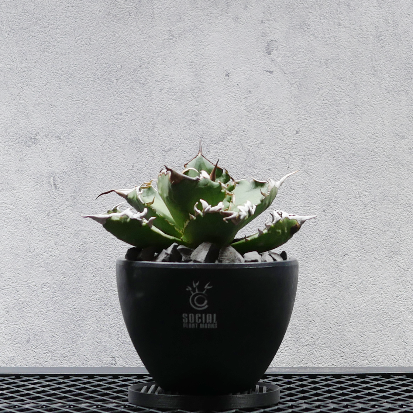アガベ チタノタ アシュラ-05（阿修羅） LOGO ECO POT SIZE S（3.5号