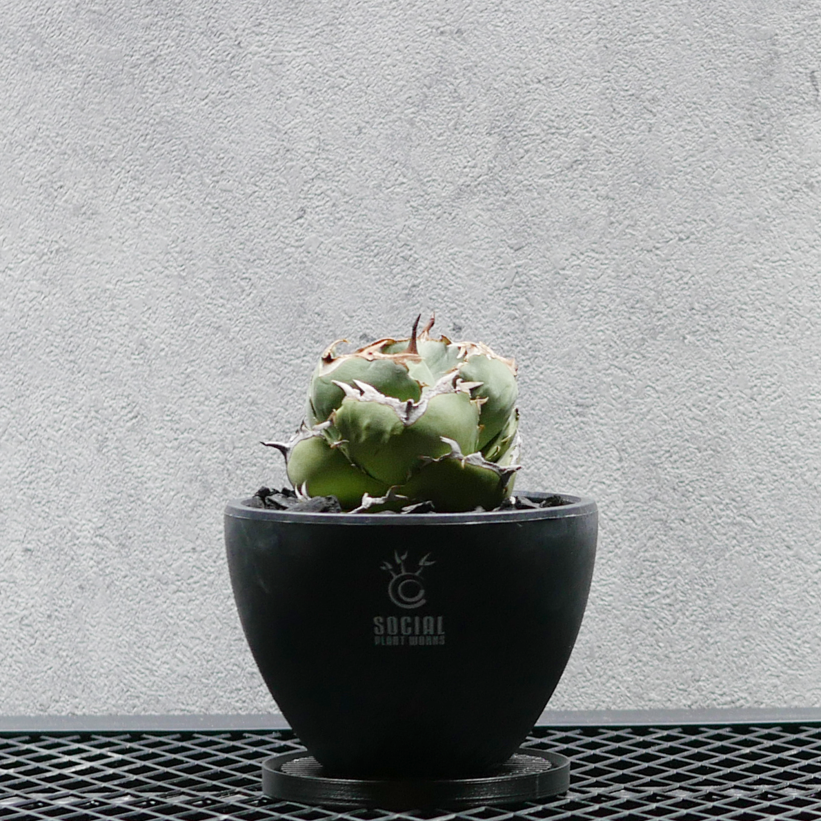 アガベ チタノタ ジャガーノート LOGO ECO POT SIZE S（3.5号サイズ鉢