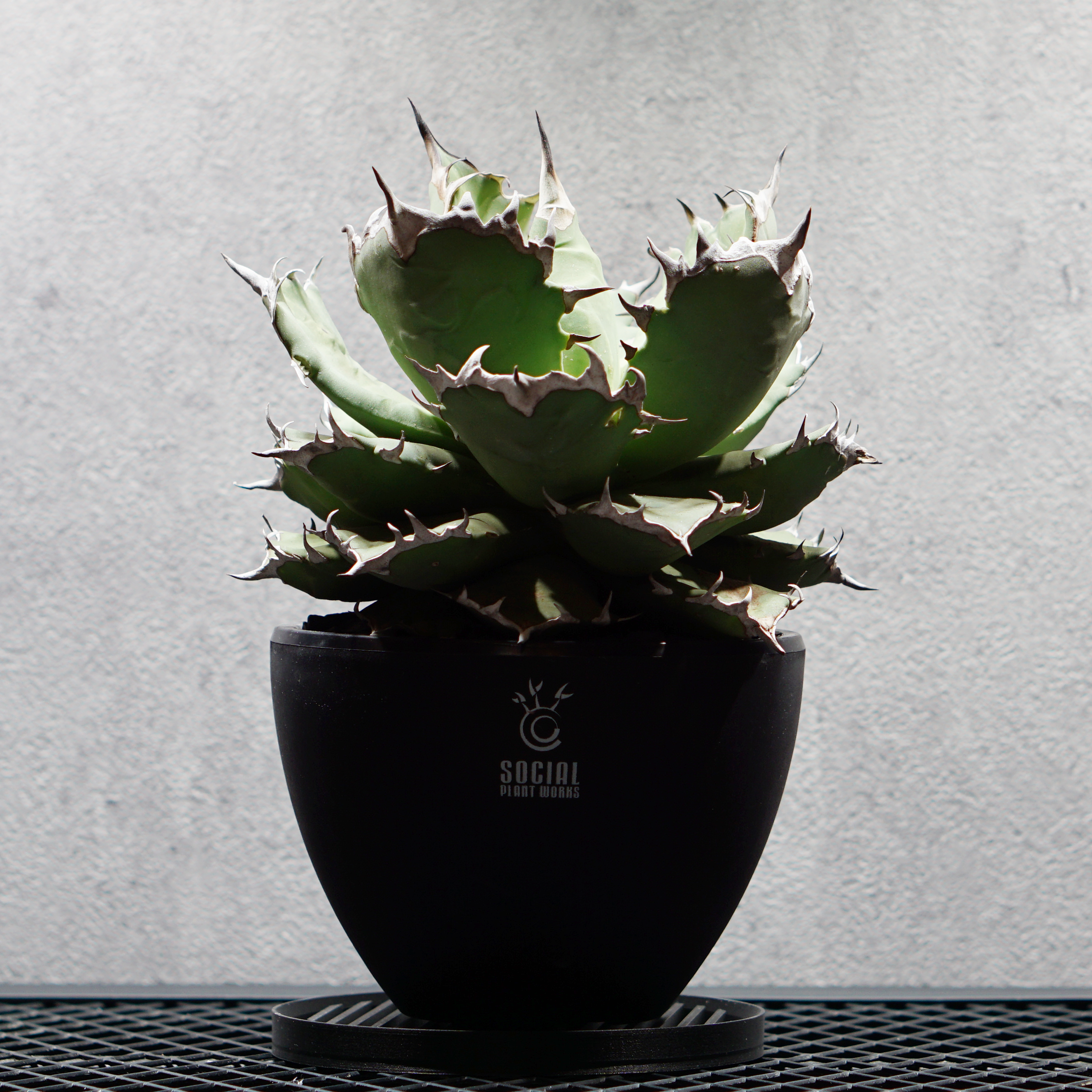 プレミア大株】アガベ チタノタ 姫厳竜05 LOGO ECO POT SIZE M（4.5号