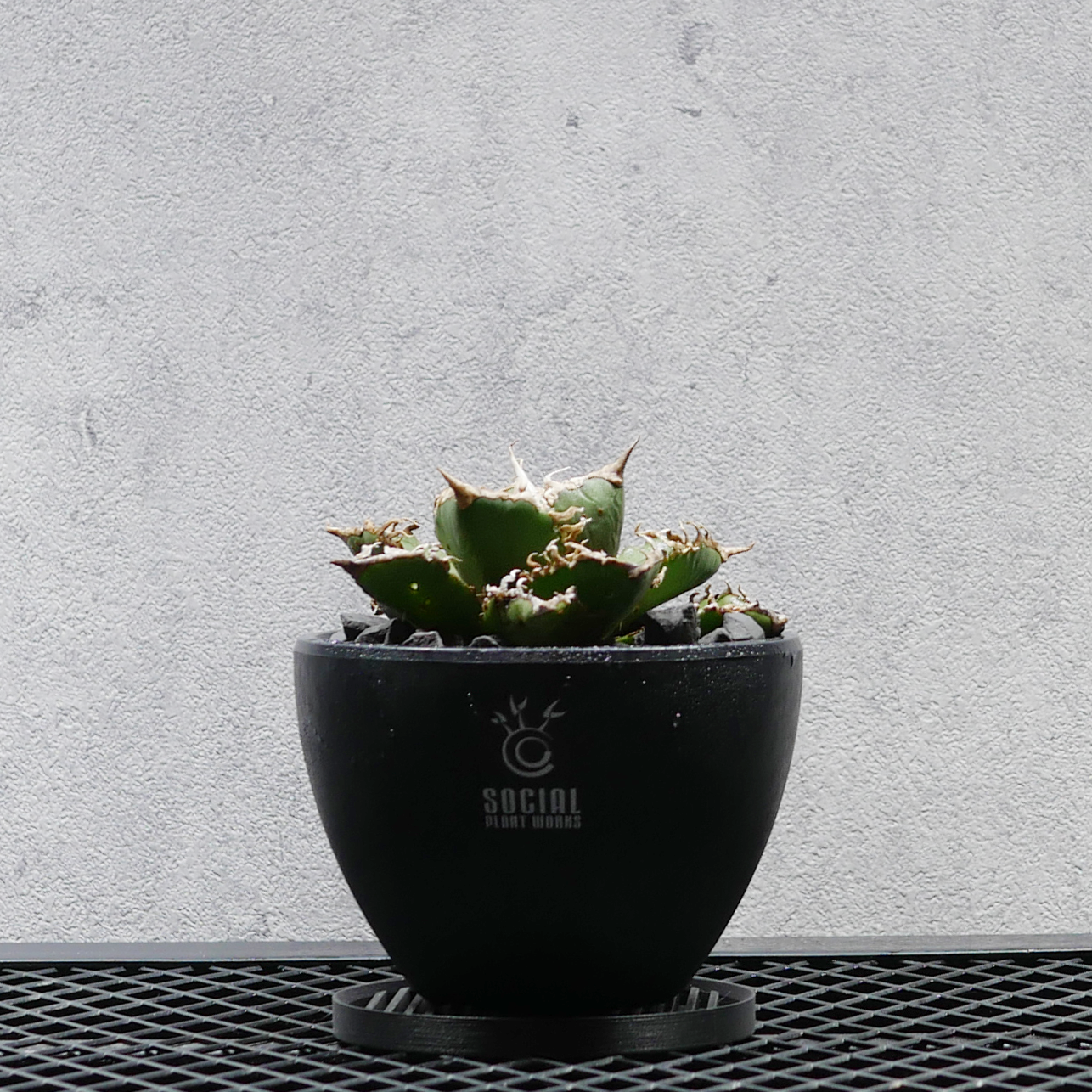 アガベ チタノタ アシュラ-04（阿修羅） LOGO ECO POT SIZE S（3.5号