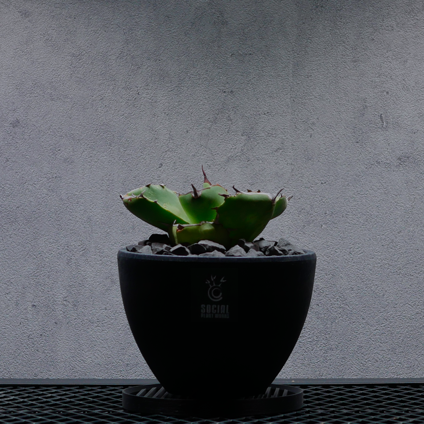 アガベ チタノタ ジャガーノート02 LOGO ECO POT SIZE M（4.5号サイズ