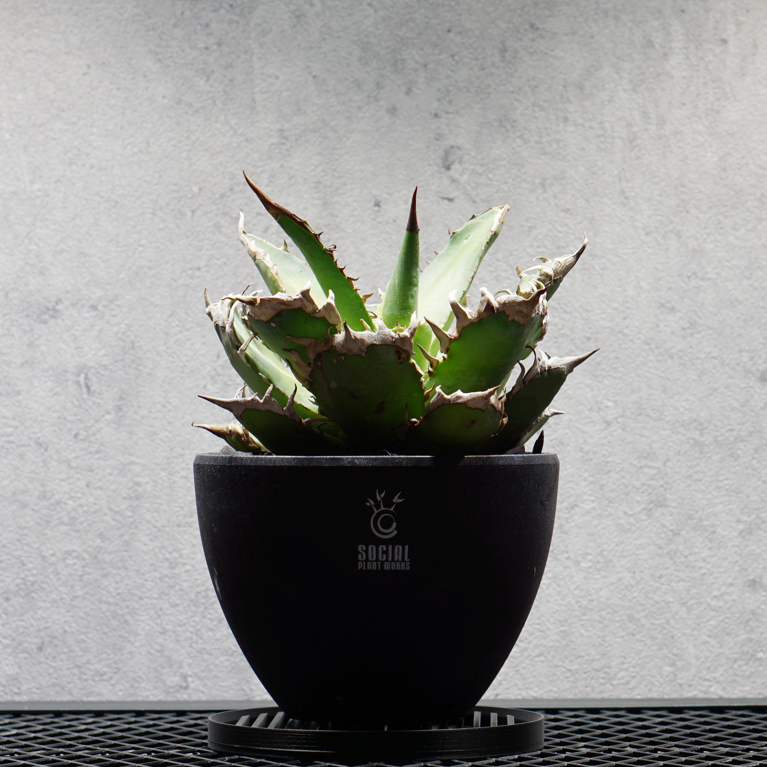 アガベ チタノタ シャークソード LOGO ECO POT SIZE M（4.5号サイズ鉢