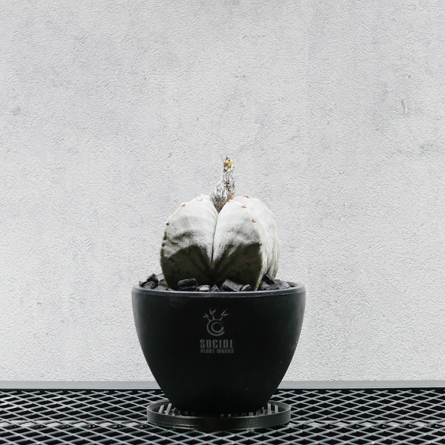 アストロフィツム 鸞鳳玉（ランポー玉） LOGO ECO POT SIZE S（3.5号