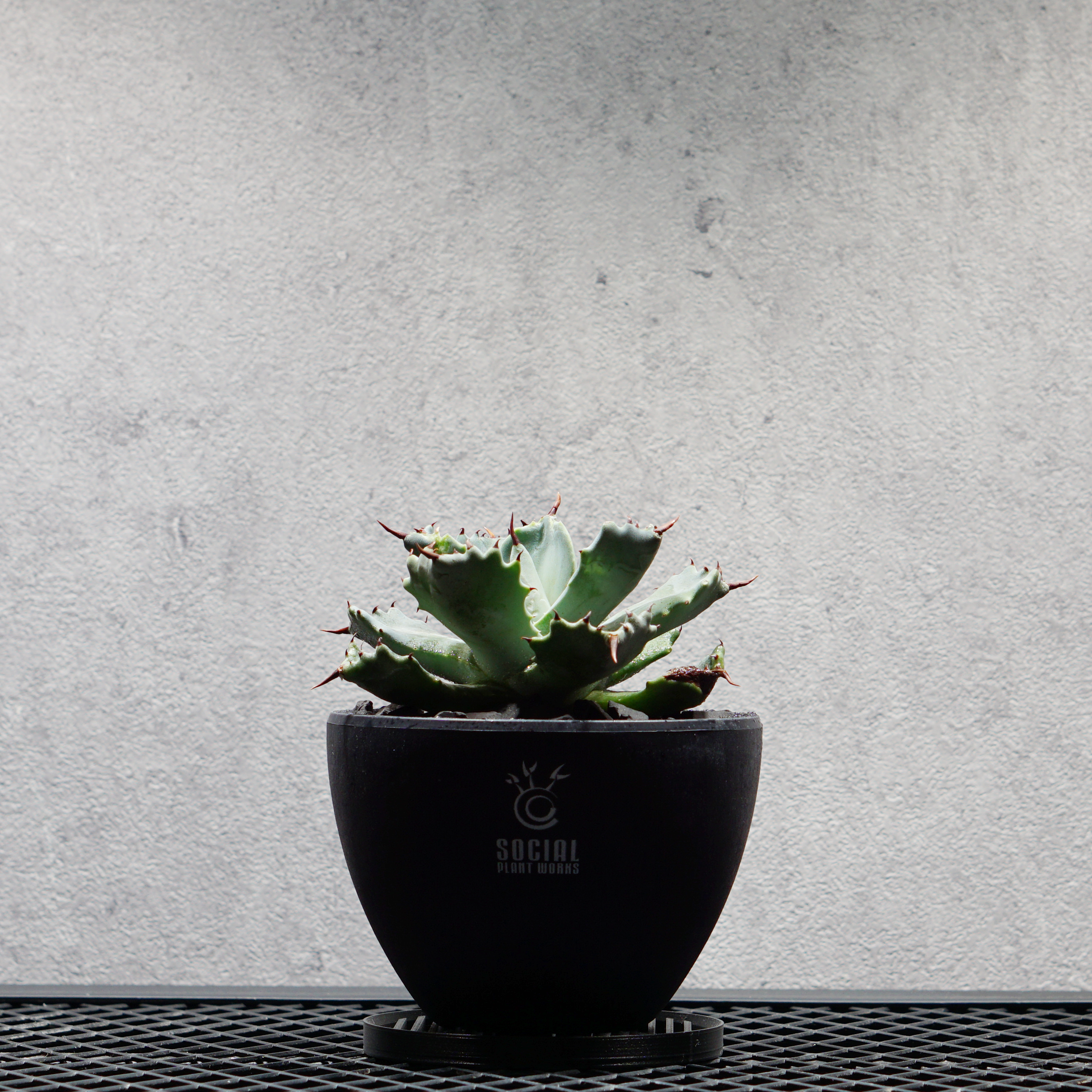アガベ チタノタ 雷神 LOGO ECO POT SIZE S（3.5号サイズ鉢）＋ LOGO