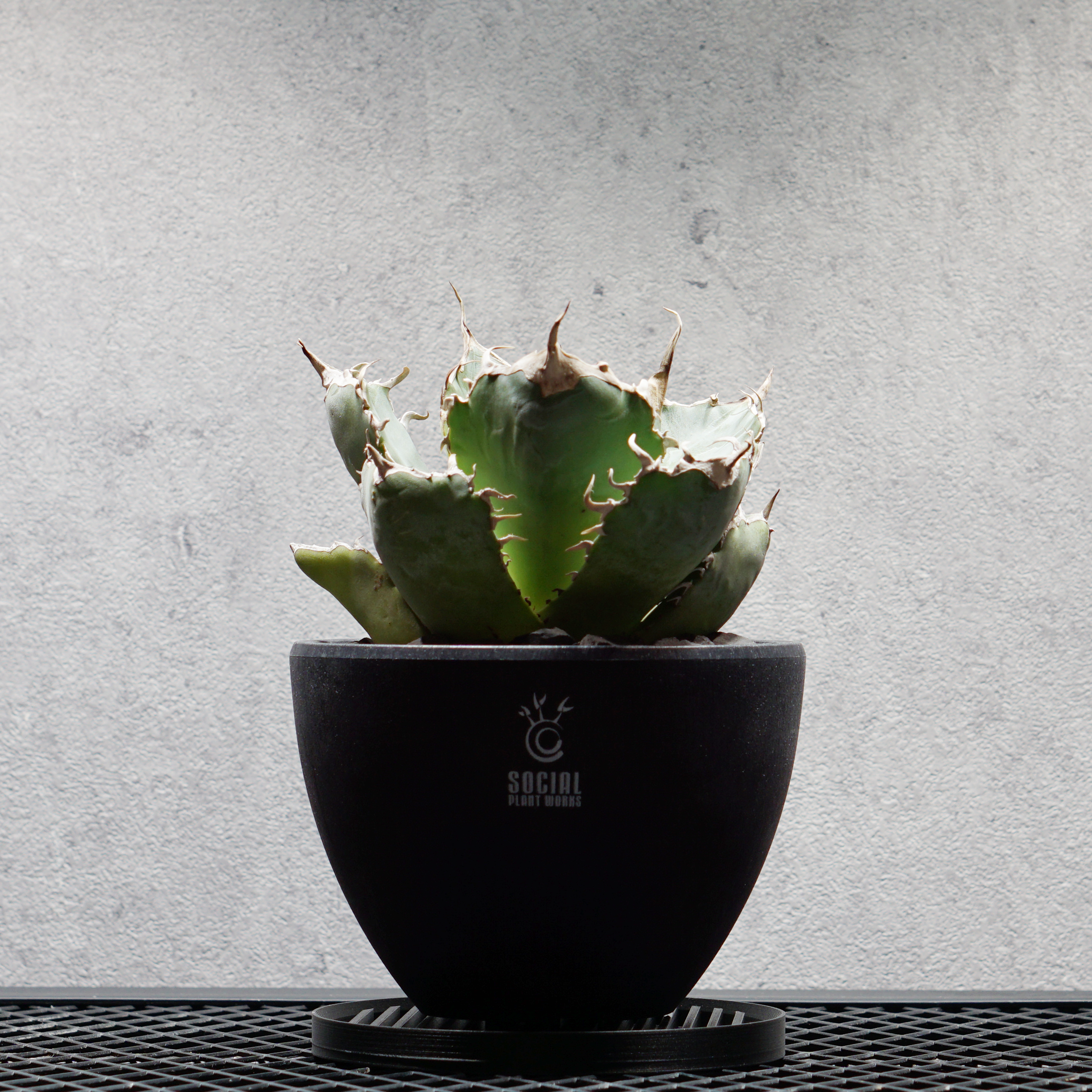 アガベ チタノタ 白鯨07 LOGO ECO POT SIZE M（4.5号サイズ鉢）＋ LOGO