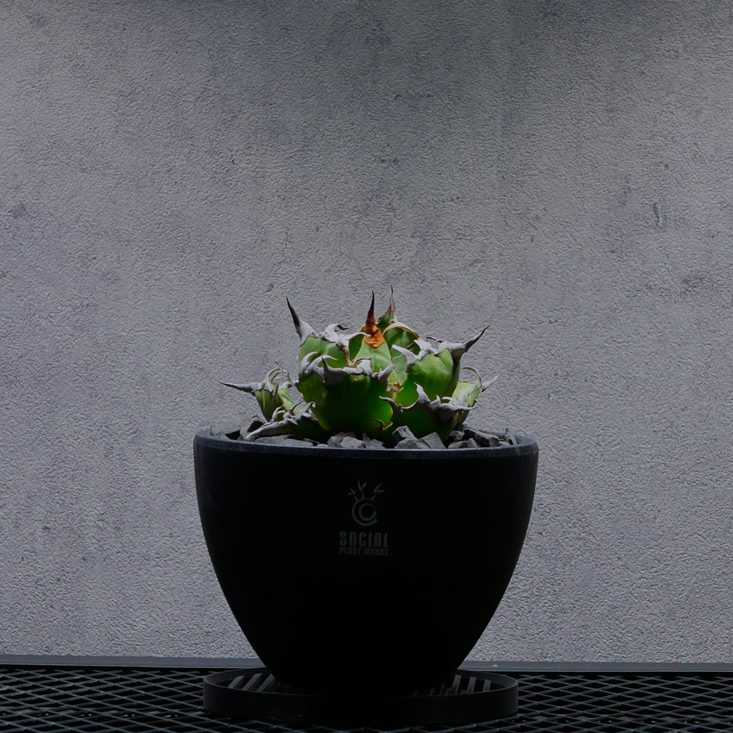 アガベ チタノタ シーザー05 LOGO ECO POT SIZE M（4.5号サイズ鉢）＋