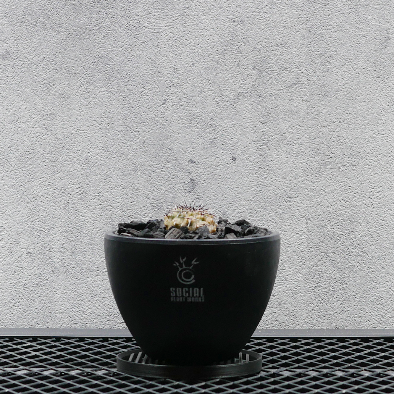 希少実生種 黒棘鳳頭モンスト LOGO ECO POT SIZE S（3.5号サイズ鉢）＋