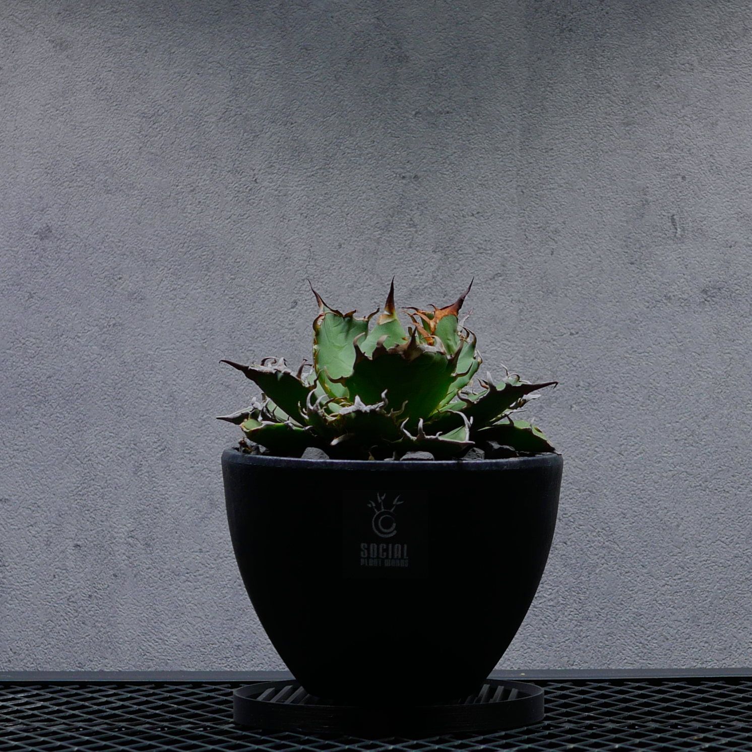 アガベ チタノタ シーザー06 LOGO ECO POT SIZE M（4.5号サイズ鉢）＋