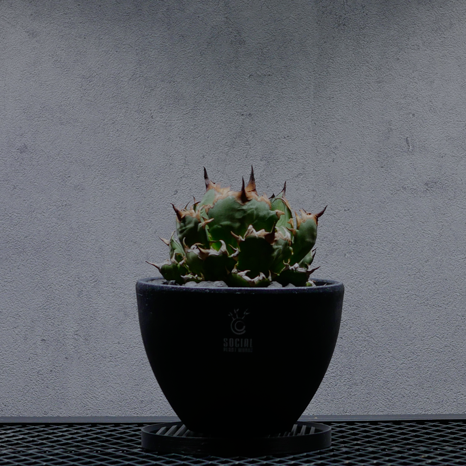 アガベ チタノタ 姫仁王冠 ボール株 LOGO ECO POT SIZE M(4.5号サイズ アガベ チタノタ 姫仁王冠 ボール株 LOGO ECO POT SIZE M(4.5号サイズ