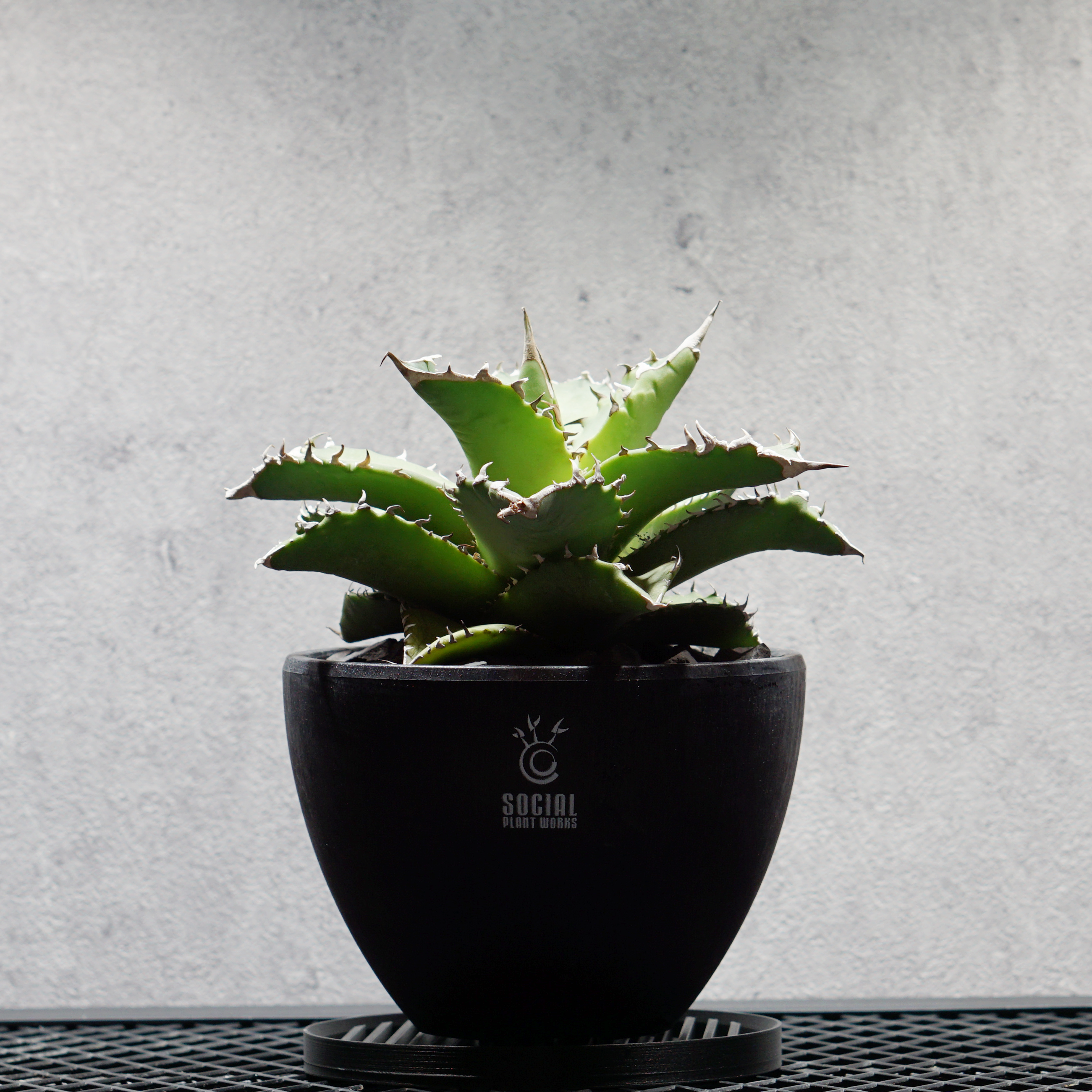 アガベ チタノタ 白火焔 LOGO ECO POT SIZE M(4.5号サイズ鉢)+ LOGO アガベ チタノタ 白火焔 LOGO ECO POT SIZE M(4.5号サイズ鉢)+ LOGO