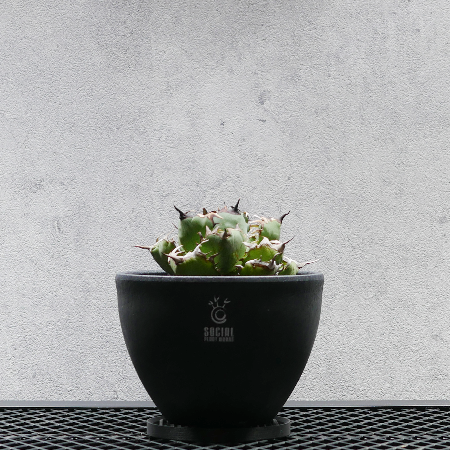 アガベ チタノタ 黒鯨 LOGO ECO POT SIZE M（4.5号サイズ鉢）＋ LOGO