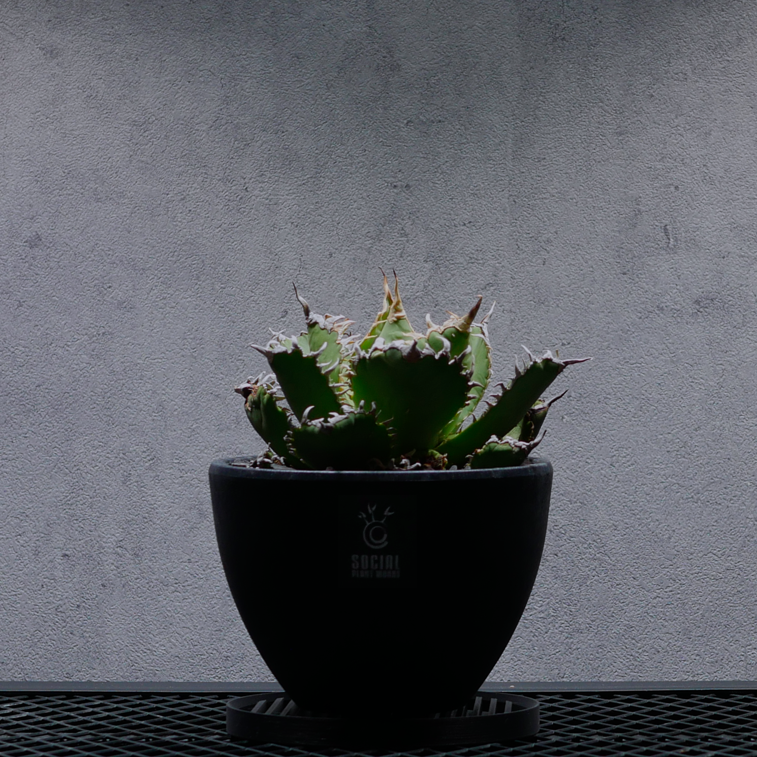 アガベ チタノタ フィリグリー06 LOGO ECO POT SIZE M（4.5号サイズ鉢