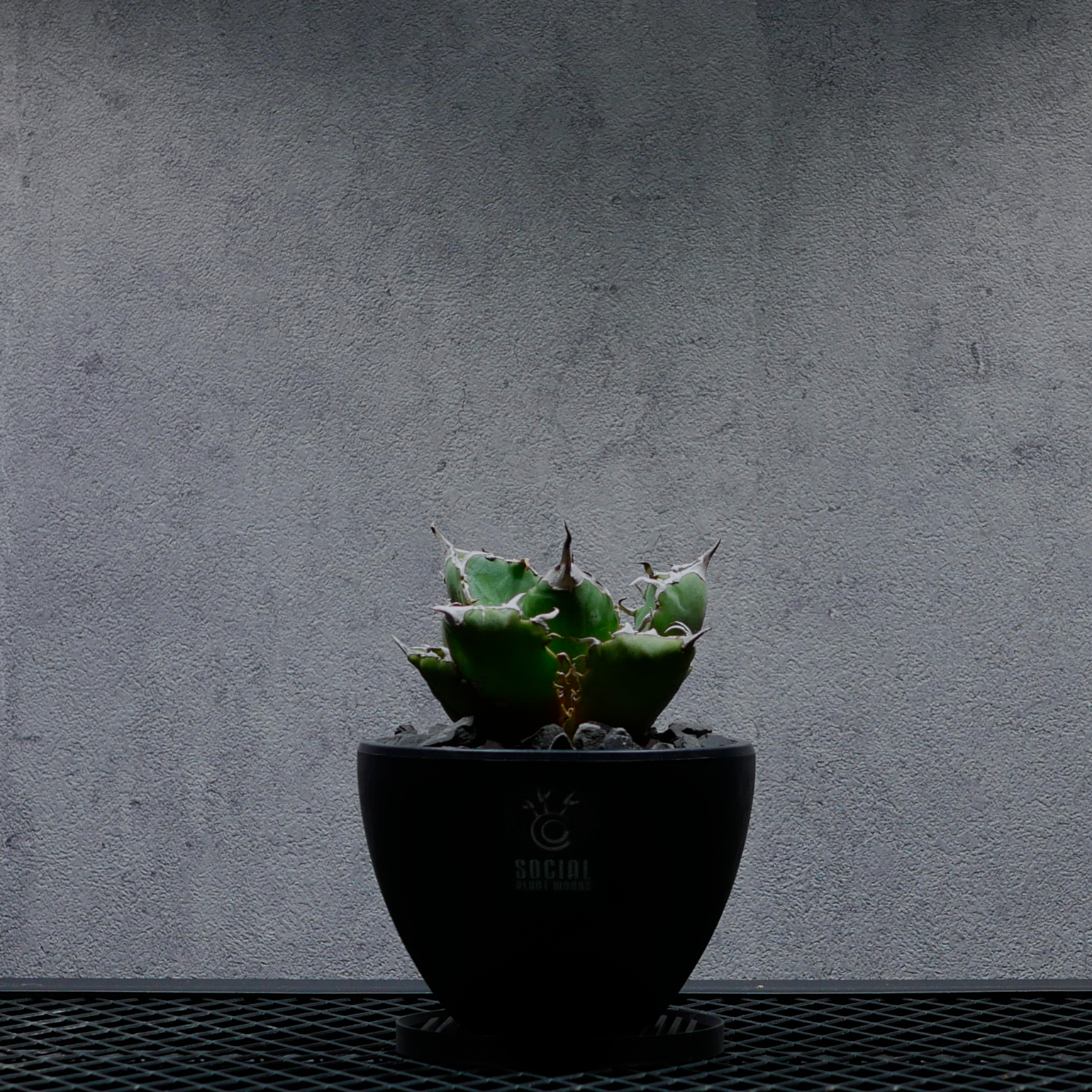 アガベ チタノタ 白鯨05 LOGO ECO POT SIZE S（3.5号サイズ鉢）＋ LOGO