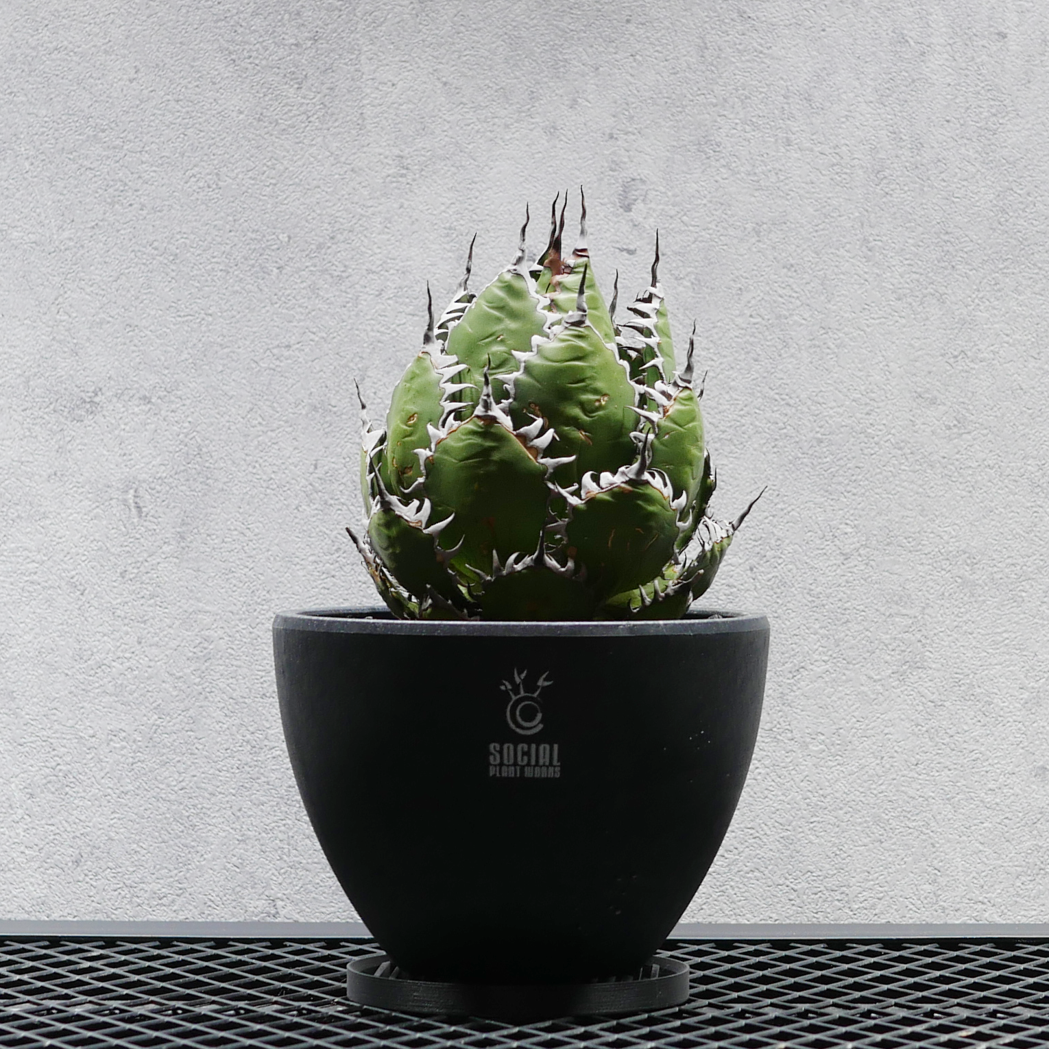 アガベ ホリダ SSSボール株02 LOGO ECO POT SIZE M(4.5号サイズ鉢)+ アガベ ホリダ SSSボール株02 LOGO ECO POT SIZE M(4.5号サイズ鉢)+