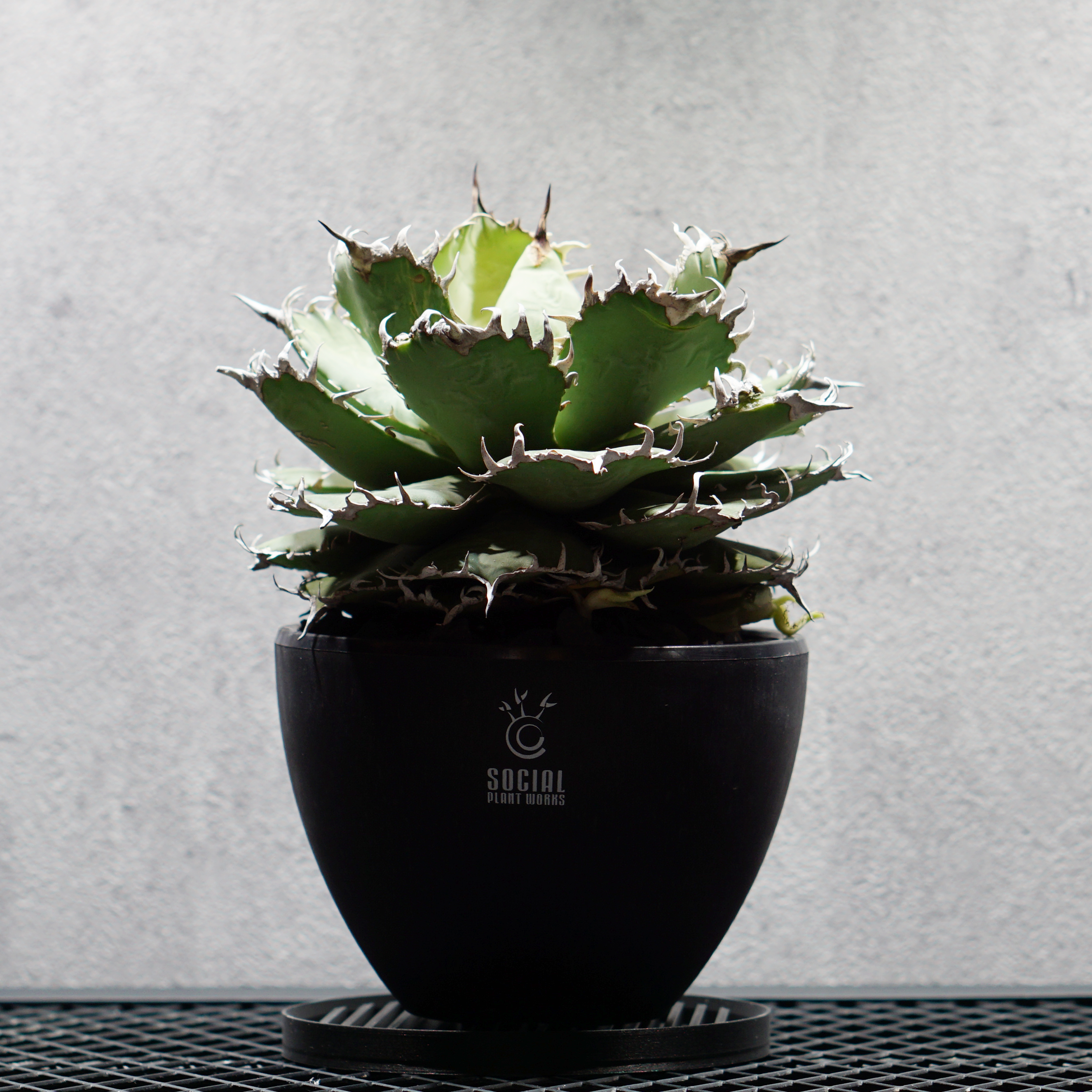 プレミア大株】アガベ チタノタ フィリグリー08 LOGO ECO POT SIZE M