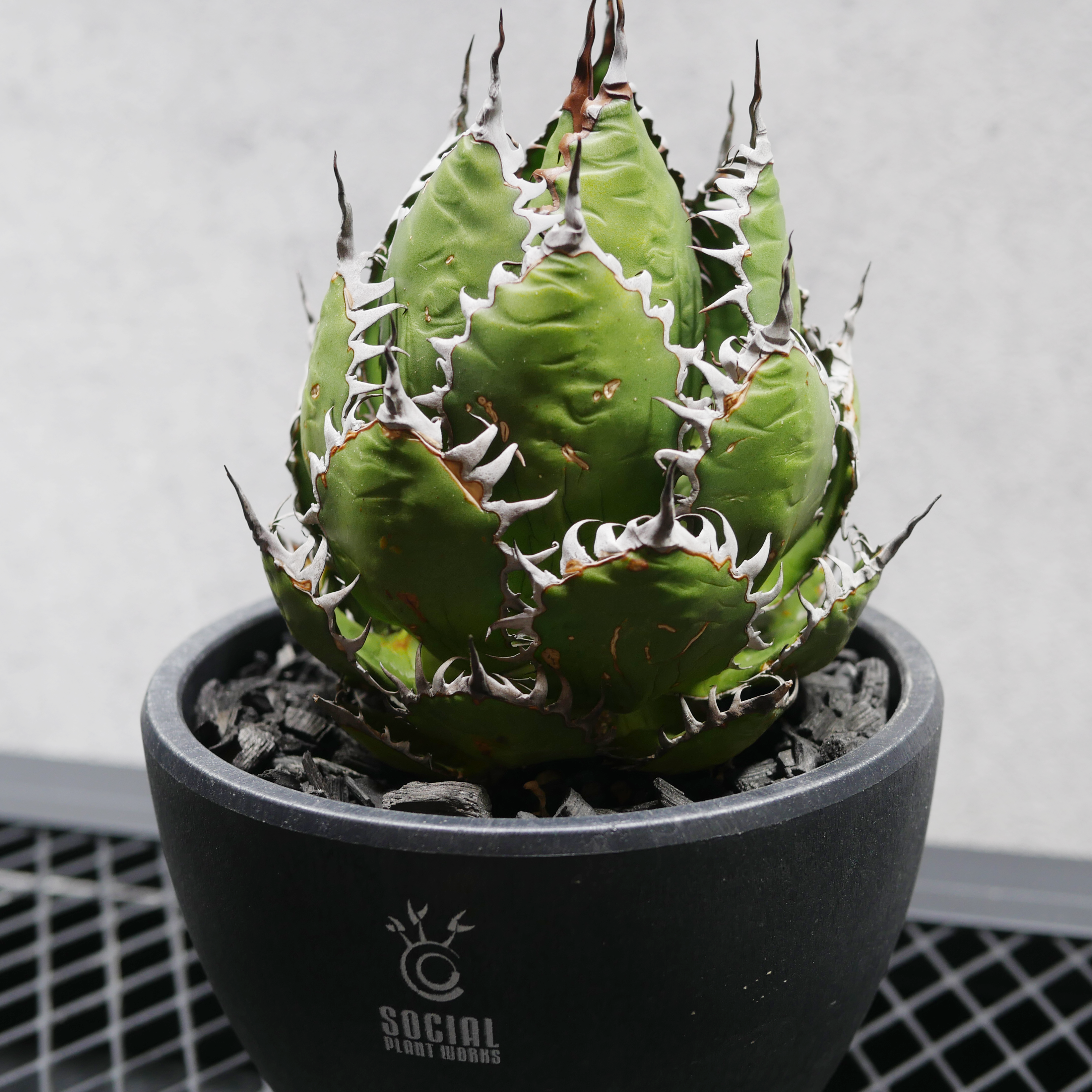 サラダ。　期間限定！アガベ ホリダ　ボール型　陶器鉢付き アガベ ホリダ SSSボール株02 LOGO ECO POT SIZE M（4.5号サイズ鉢）＋