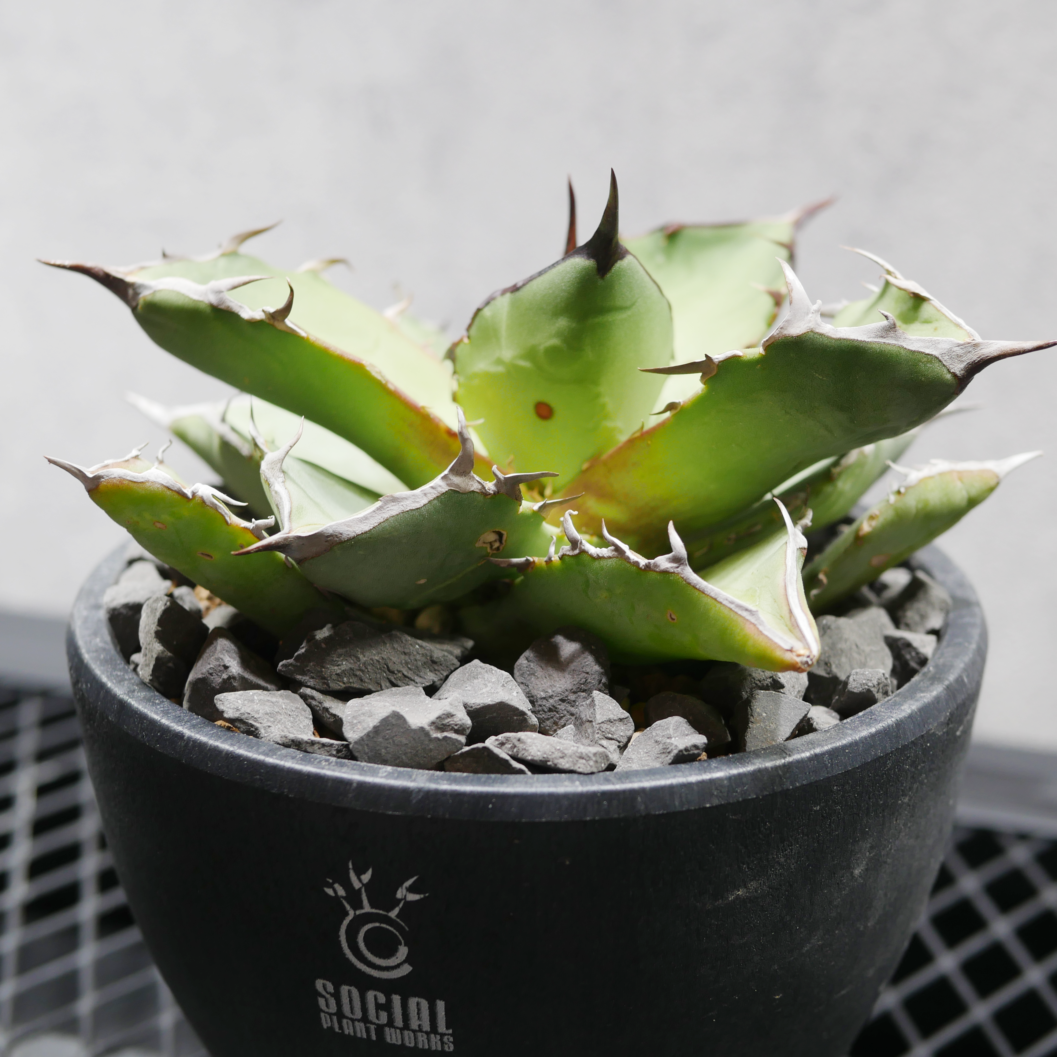 アガベ チタノタ 海王 LOGO ECO POT SIZE M（4.5号サイズ鉢）＋ LOGO