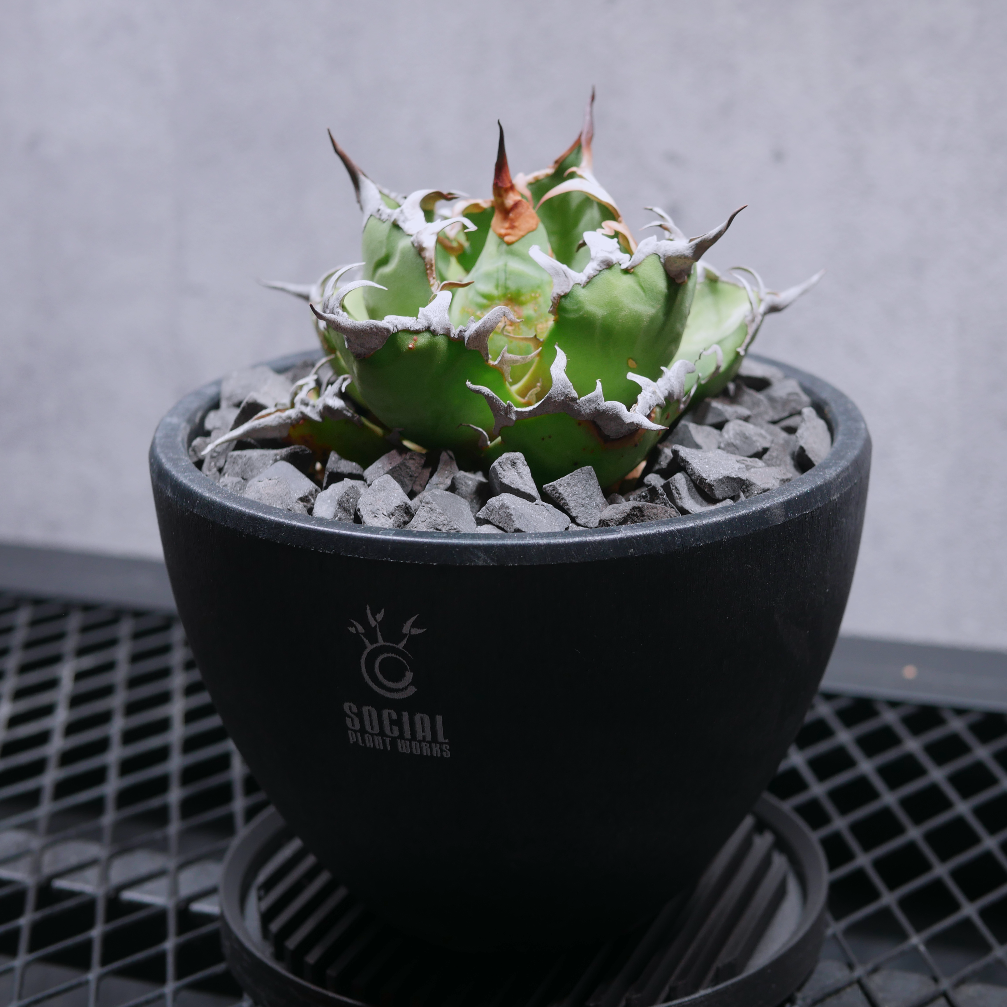 アガベ チタノタ シーザー05 LOGO ECO POT SIZE M（4.5号サイズ鉢）＋