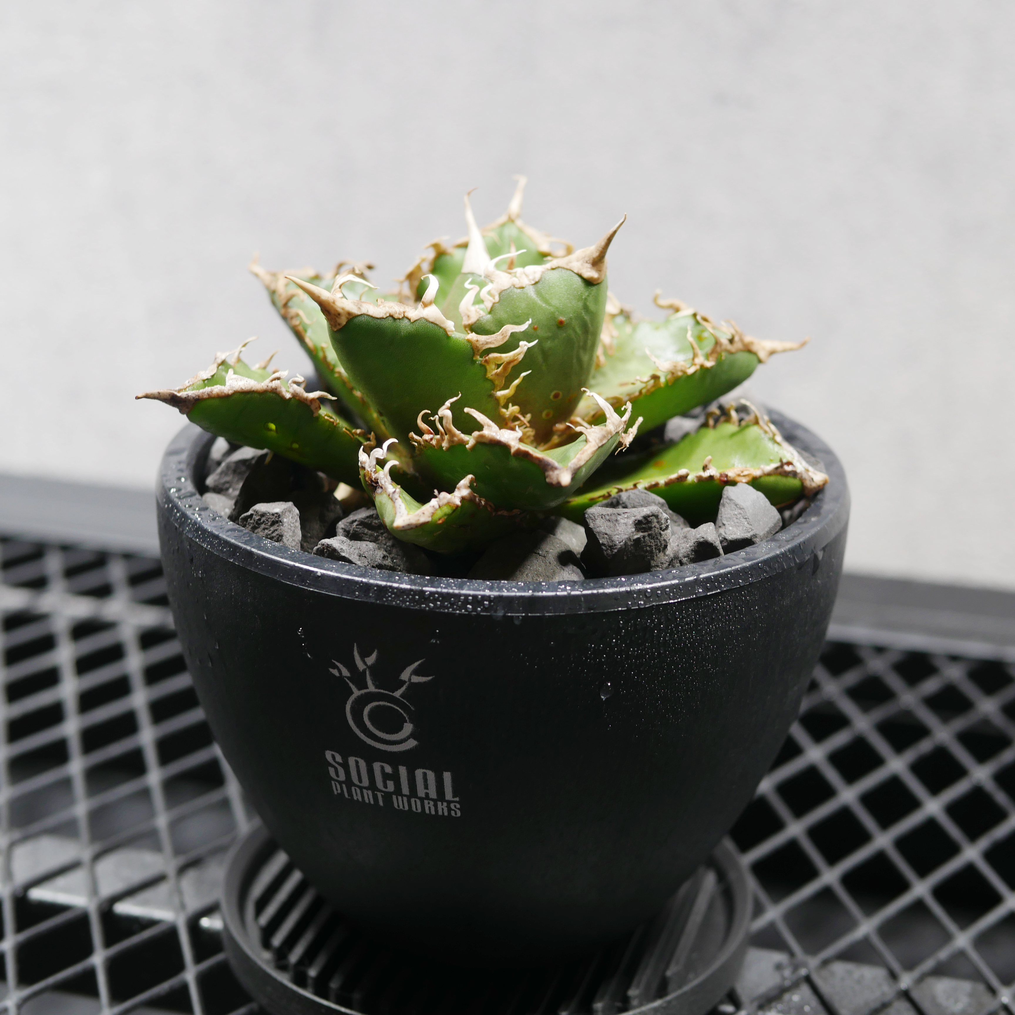 アガベ チタノタ アシュラ-04（阿修羅） LOGO ECO POT SIZE S（3.5号