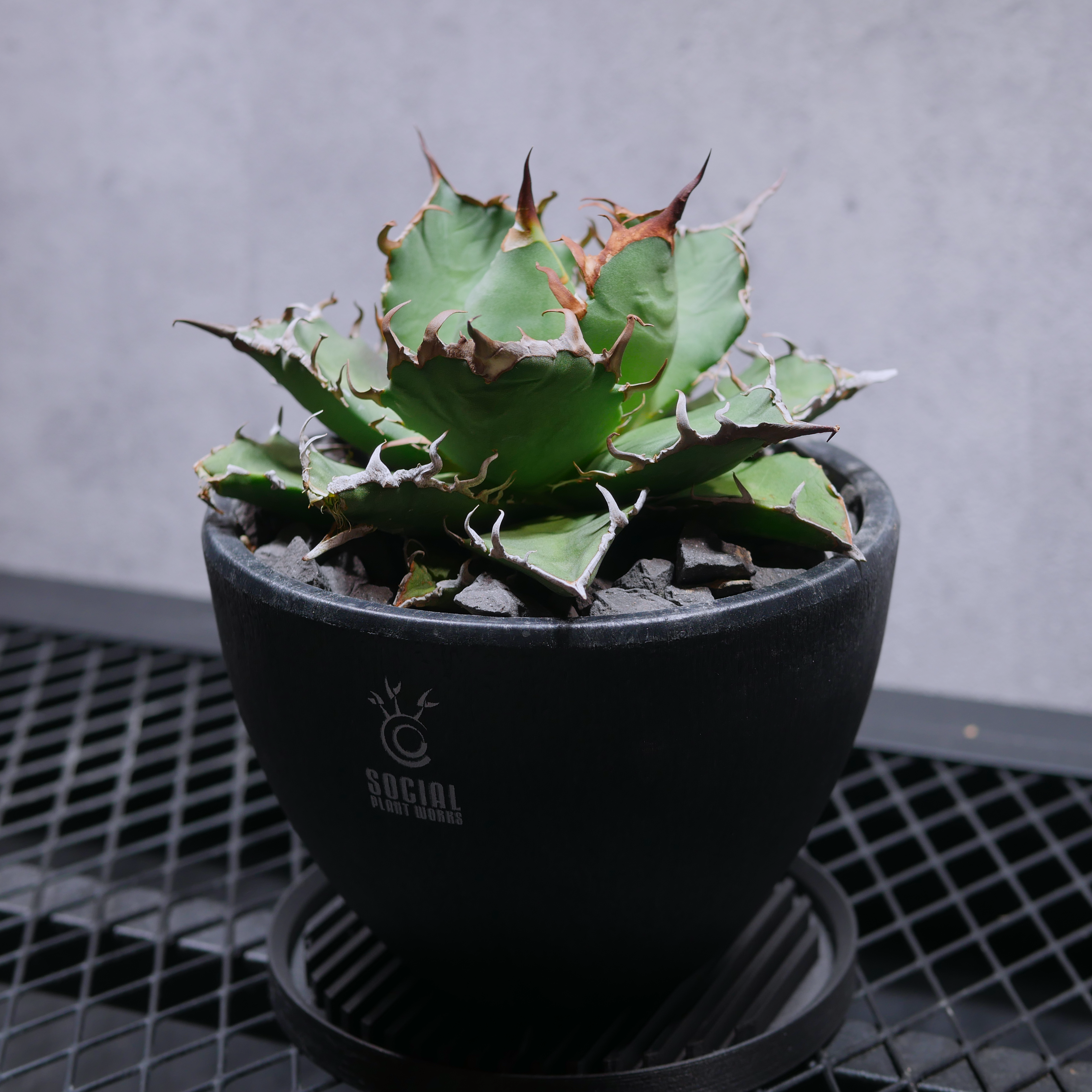 アガベ チタノタ シーザー06 LOGO ECO POT SIZE M（4.5号サイズ鉢）＋