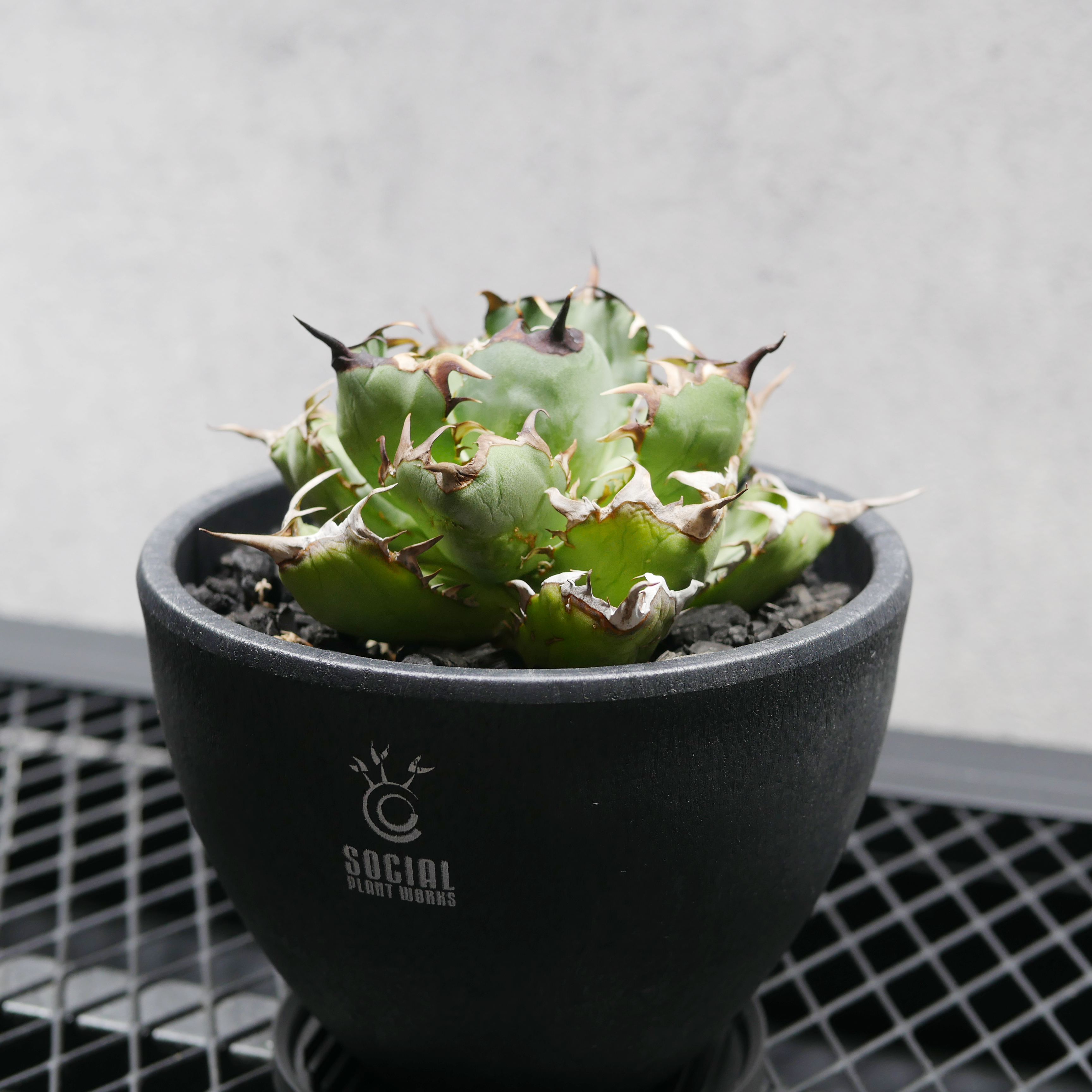 アガベ チタノタ 黒鯨 LOGO ECO POT SIZE M(4.5号サイズ鉢)+ LOGO アガベ チタノタ 黒鯨 LOGO ECO POT SIZE M(4.5号サイズ鉢)+ LOGO