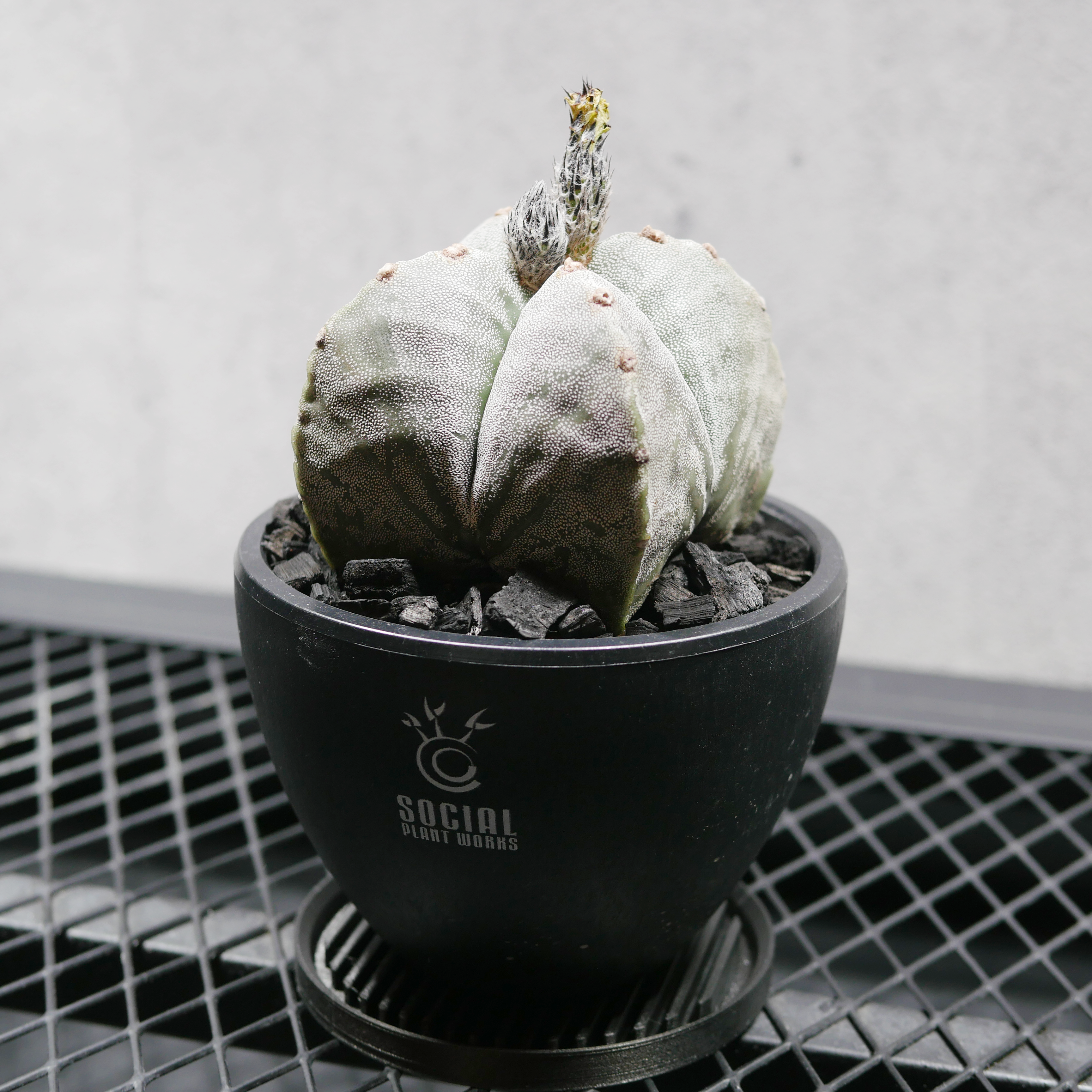 アストロフィツム 鸞鳳玉（ランポー玉） LOGO ECO POT SIZE S（3.5号