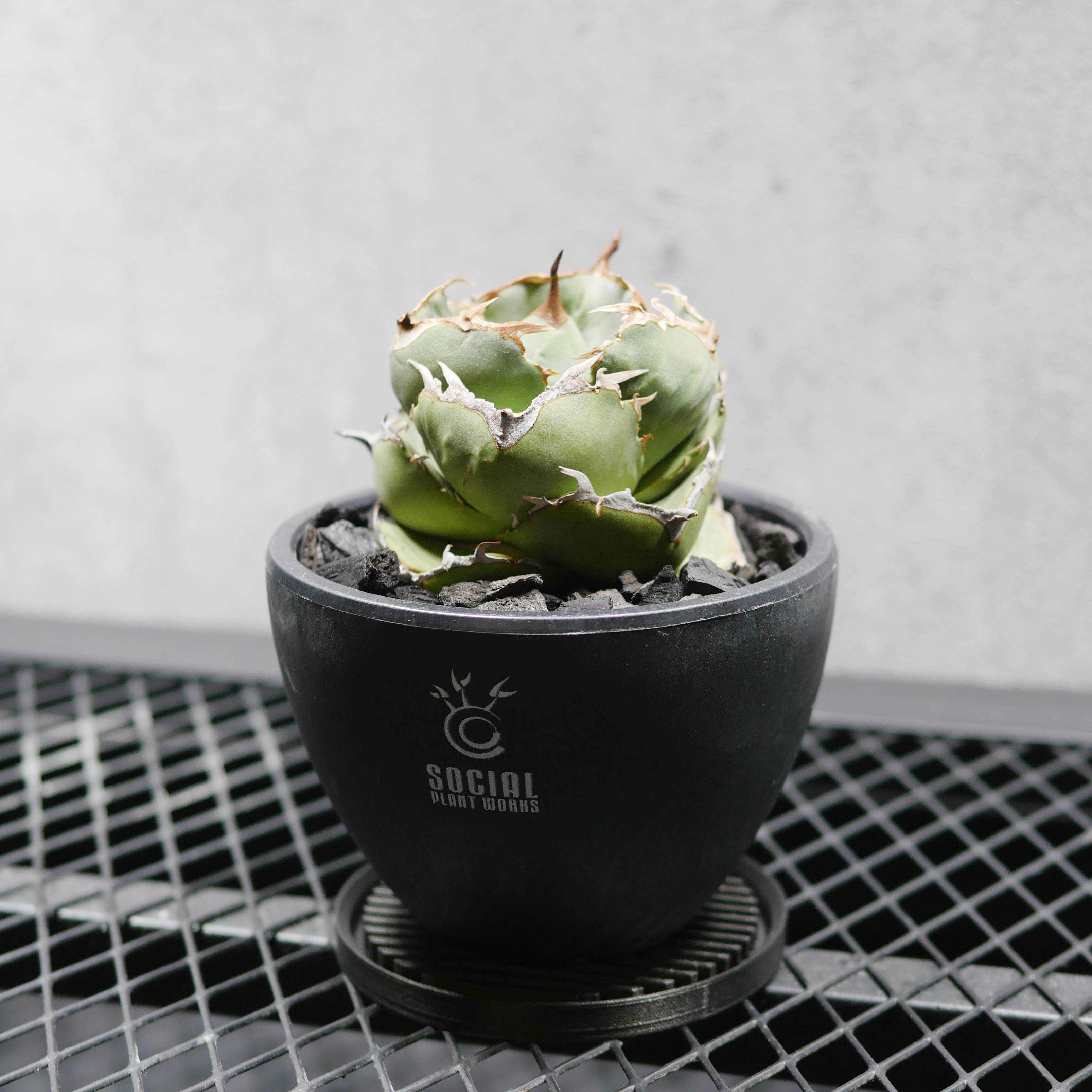 Joh_Work_Plants　アガベ planter the Johnny - ジェミニフローラ アガベ アガベ