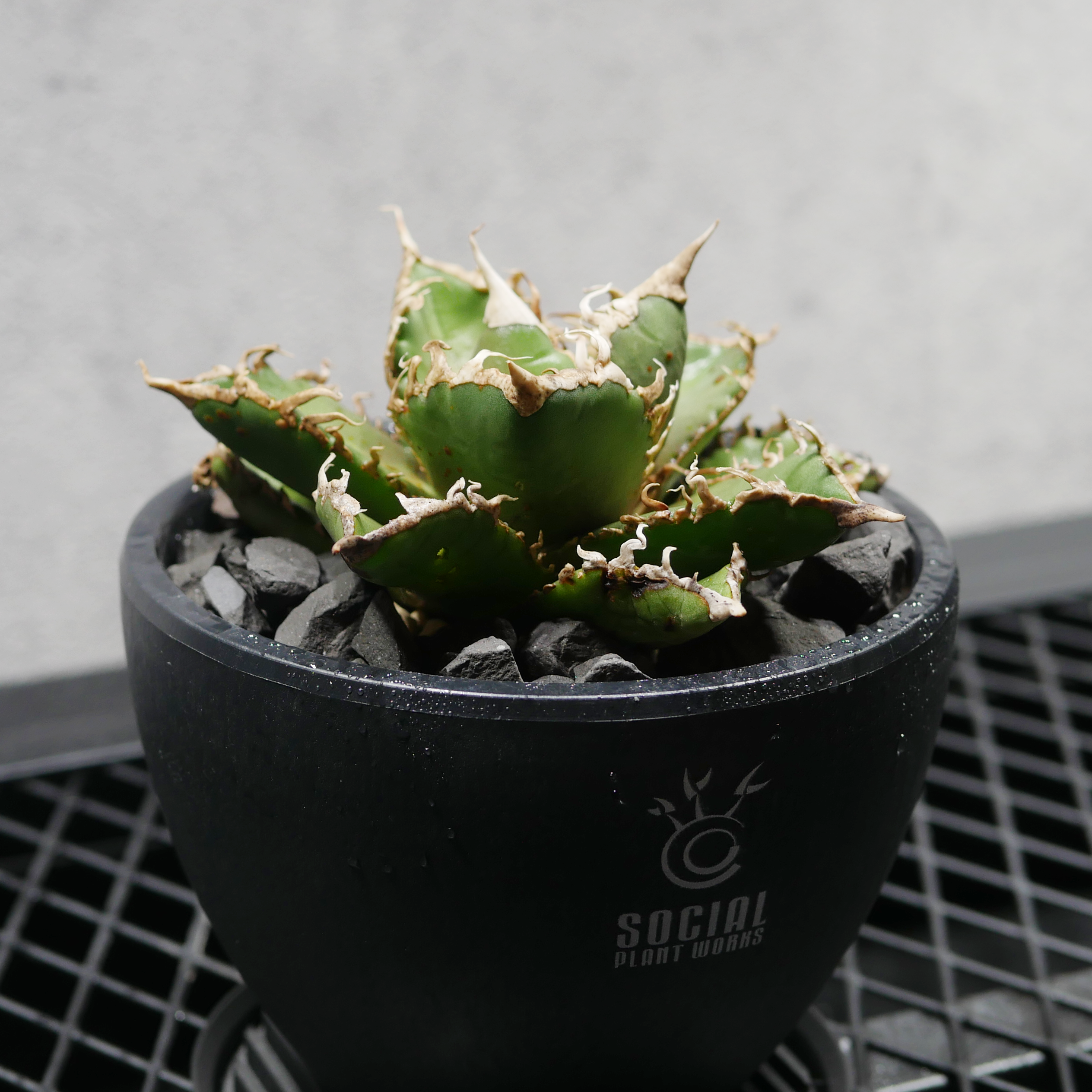 アガベ チタノタ アシュラ-04（阿修羅） LOGO ECO POT SIZE S（3.5号