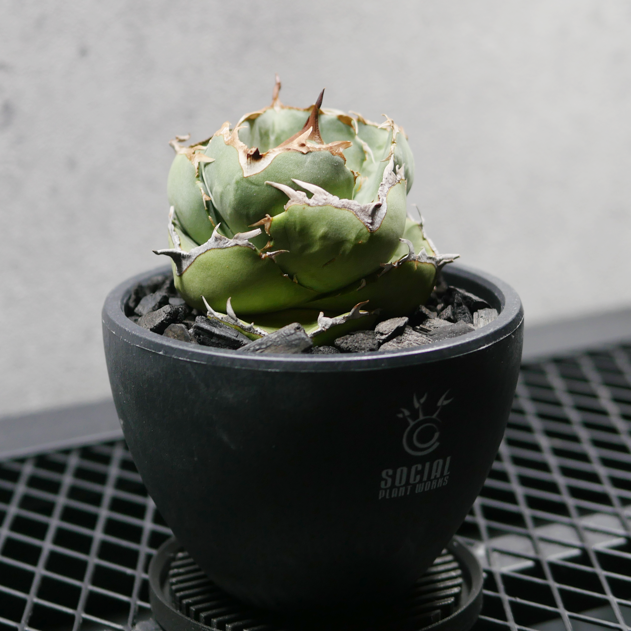 アガベ チタノタ ジャガーノート LOGO ECO POT SIZE S（3.5号サイズ鉢