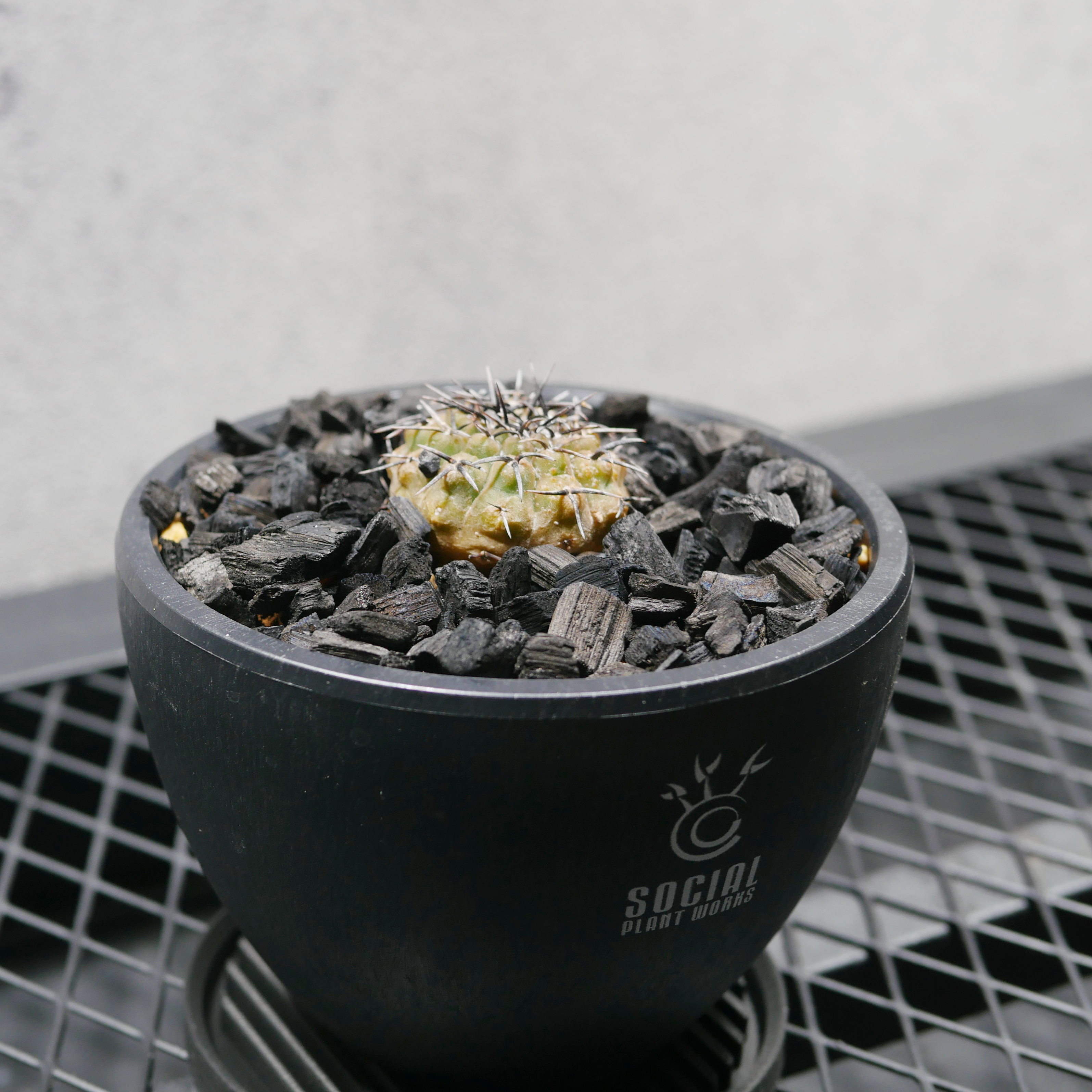 希少実生種 黒棘鳳頭モンスト LOGO ECO POT SIZE S（3.5号サイズ鉢）＋