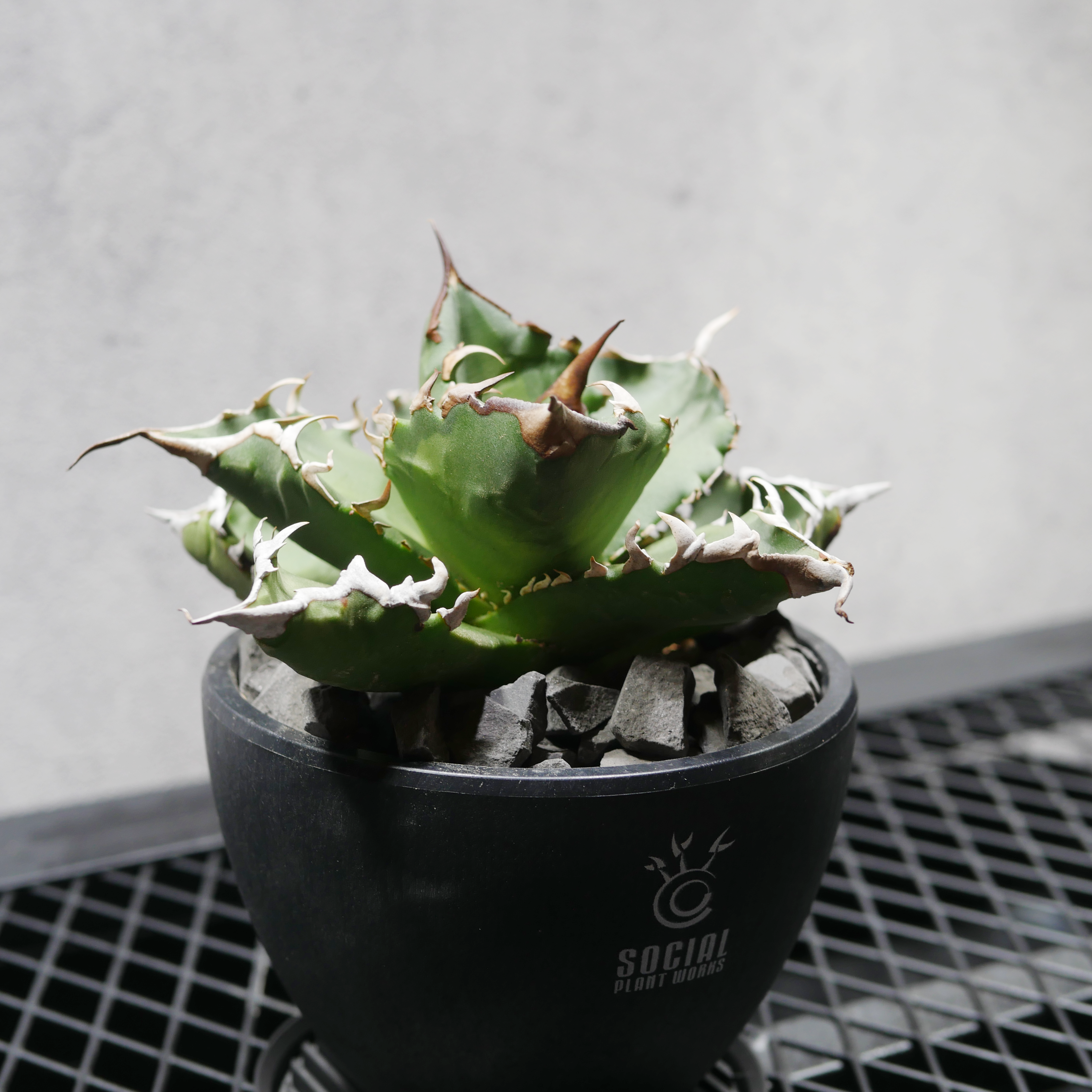アガベ チタノタ アシュラ-05（阿修羅） LOGO ECO POT SIZE S（3.5号