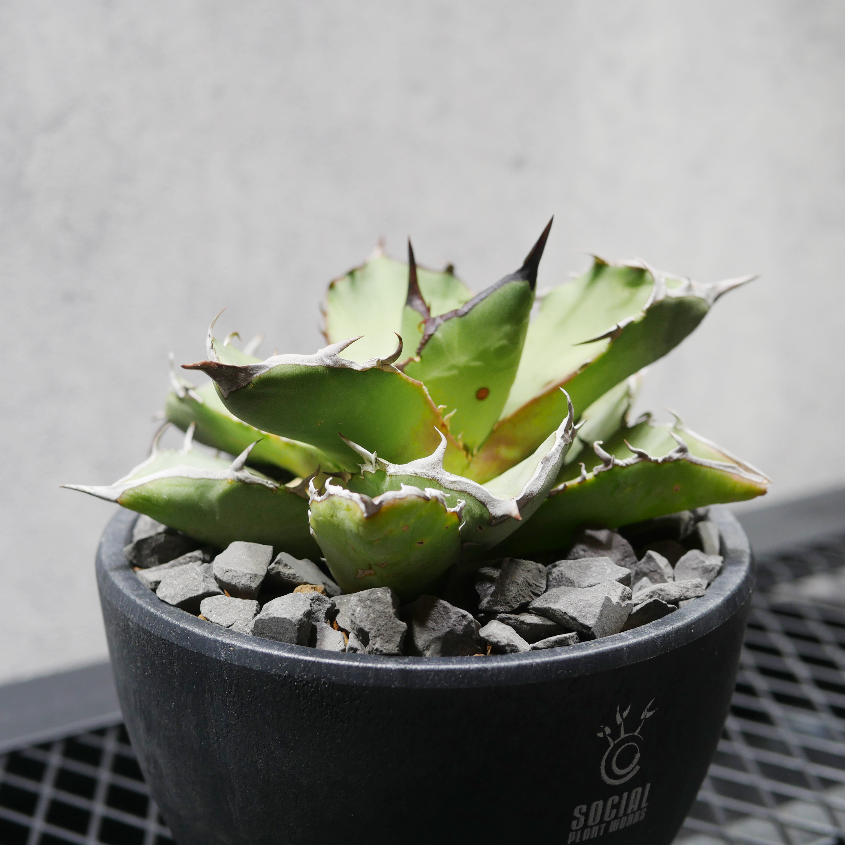 アガベ チタノタ 海王 LOGO ECO POT SIZE M（4.5号サイズ鉢）＋ LOGO