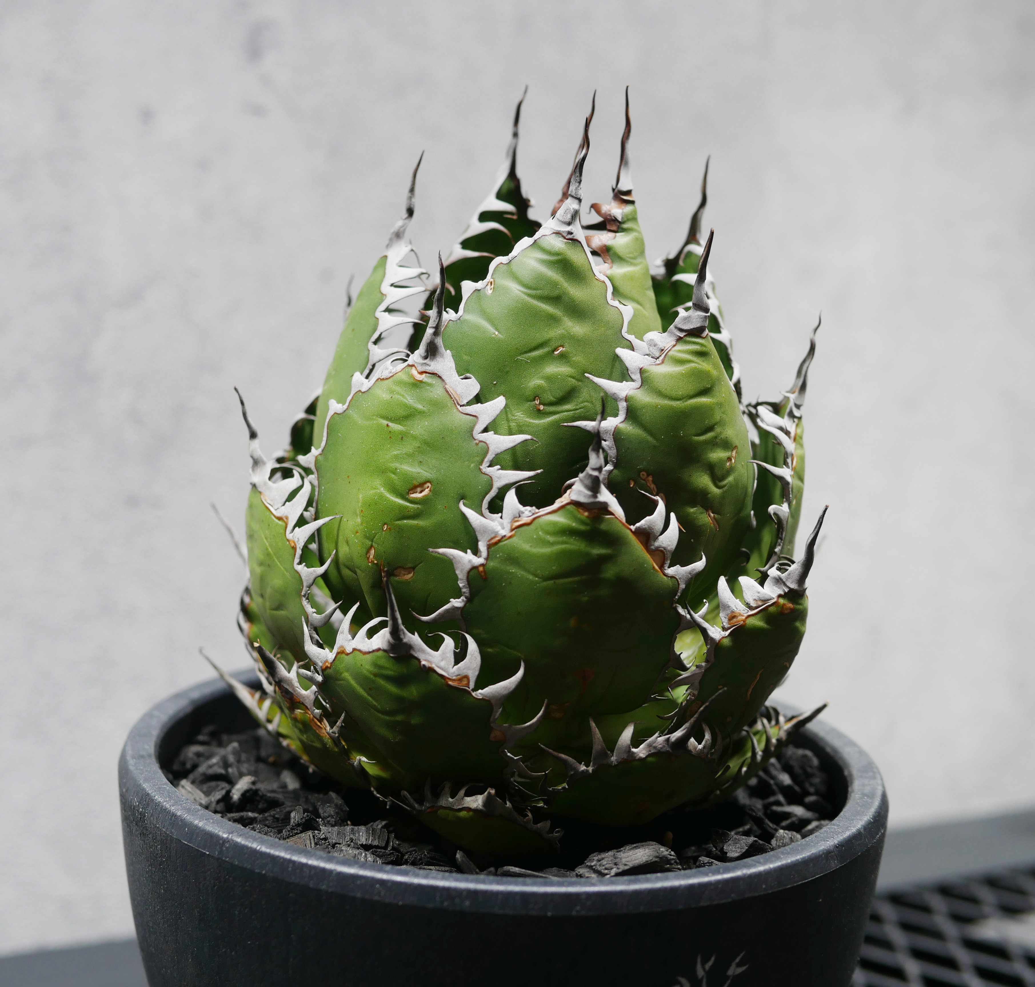 アガベ ホリダ SSSボール株02 LOGO ECO POT SIZE M（4.5号サイズ鉢）＋