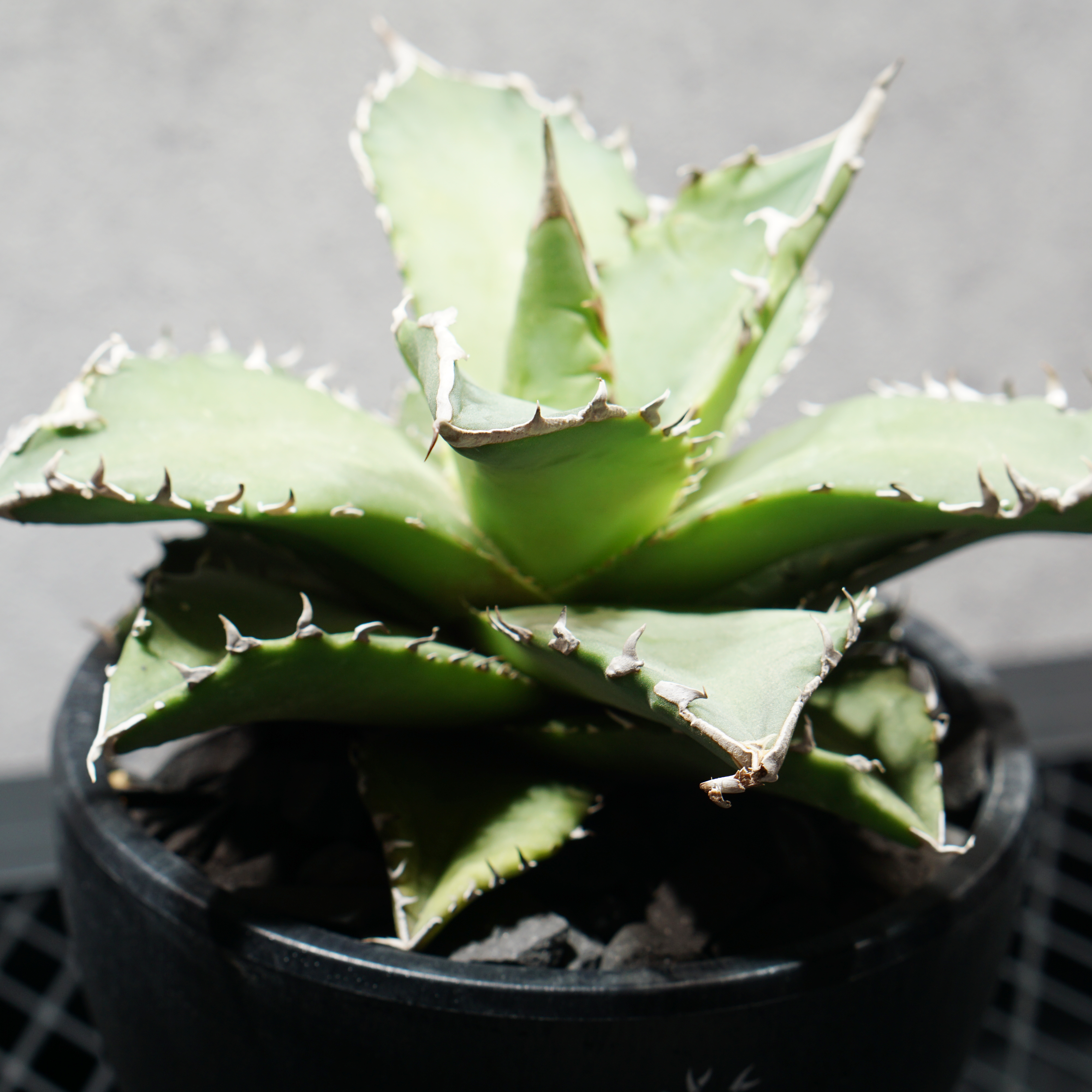アガベ チタノタ 白火焔 LOGO ECO POT SIZE M（4.5号サイズ鉢）＋ LOGO