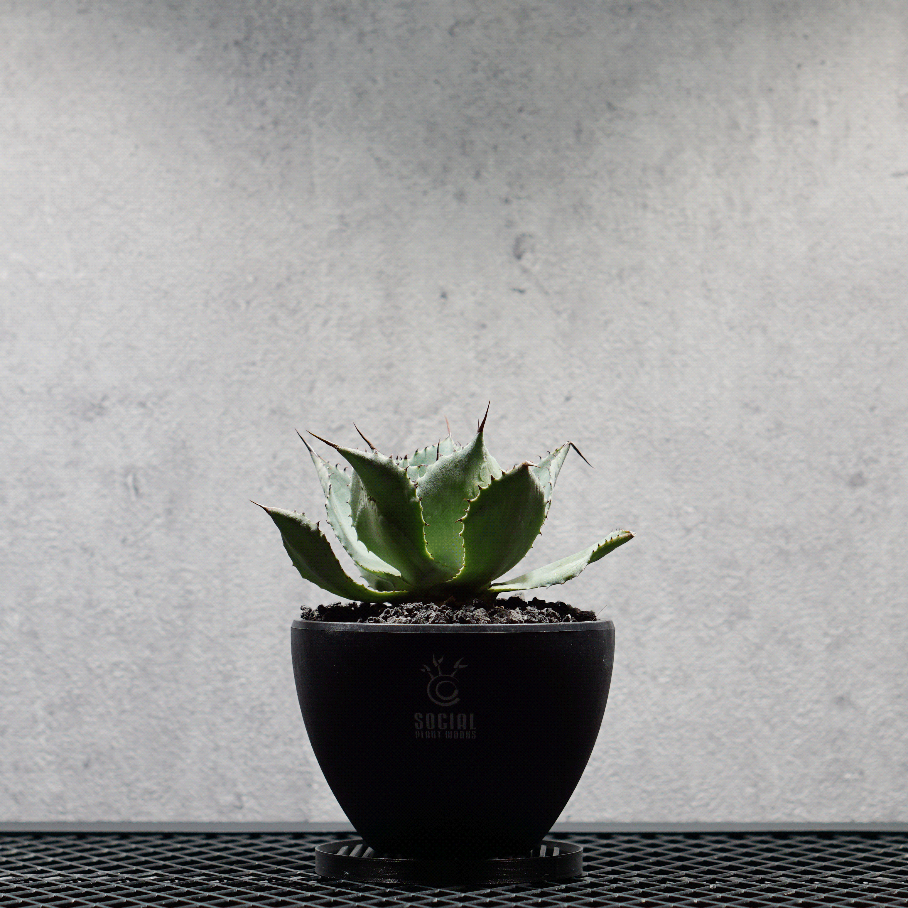 アガベ ポタトルム 風雷神11 鉢・受け皿セット｜SOCIAL PLANT WORKS