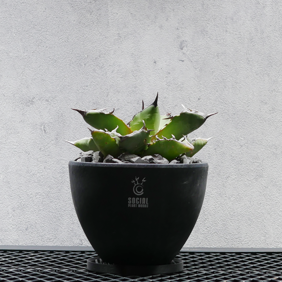 アガベ チタノタ 海王｜LOGO ECO POT SIZE M に植え込まれた、鋭い鋸歯と肉厚な葉を持つ株の全景
