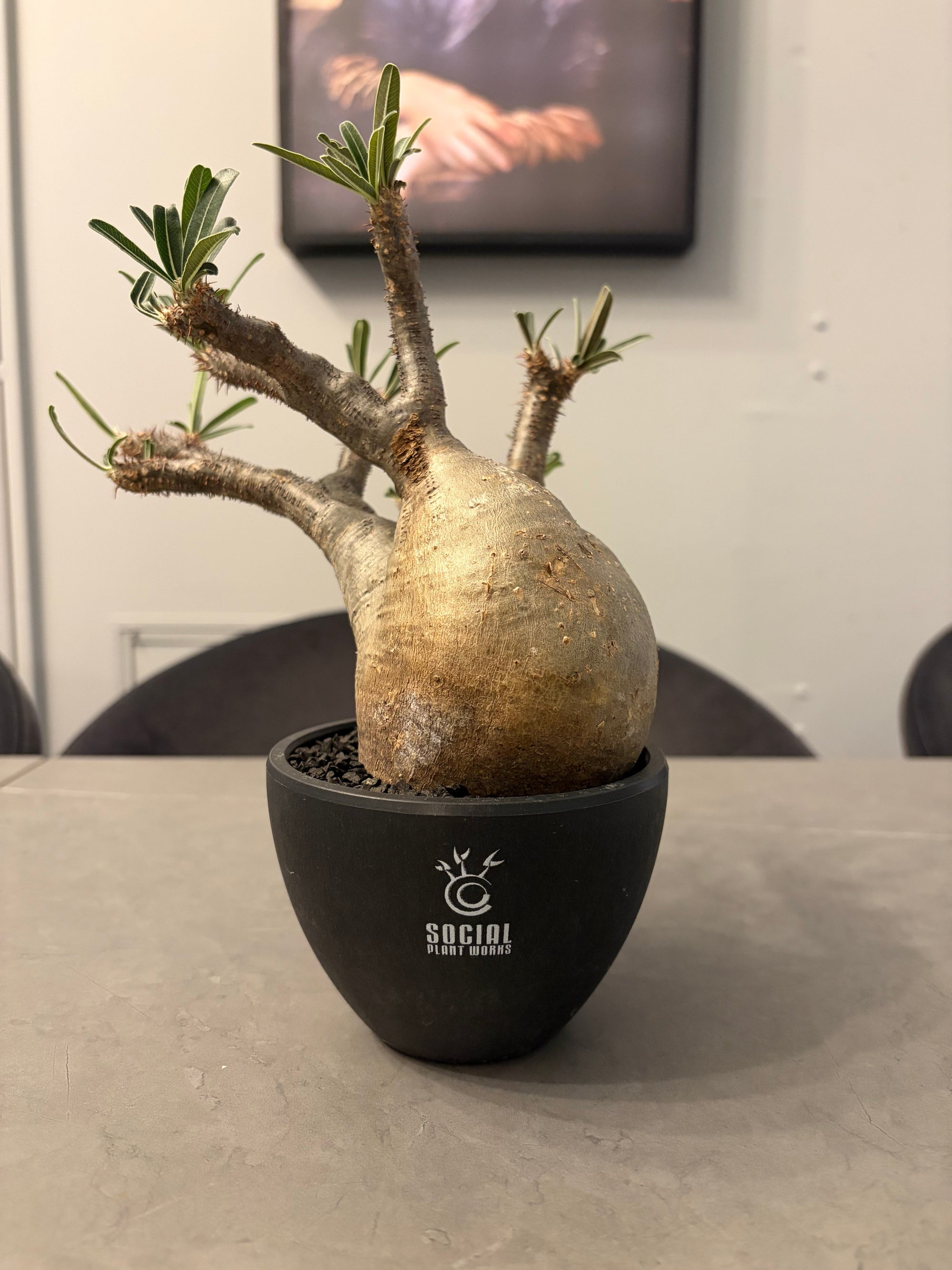 福岡拠点の植物たち、冬支度はじめました