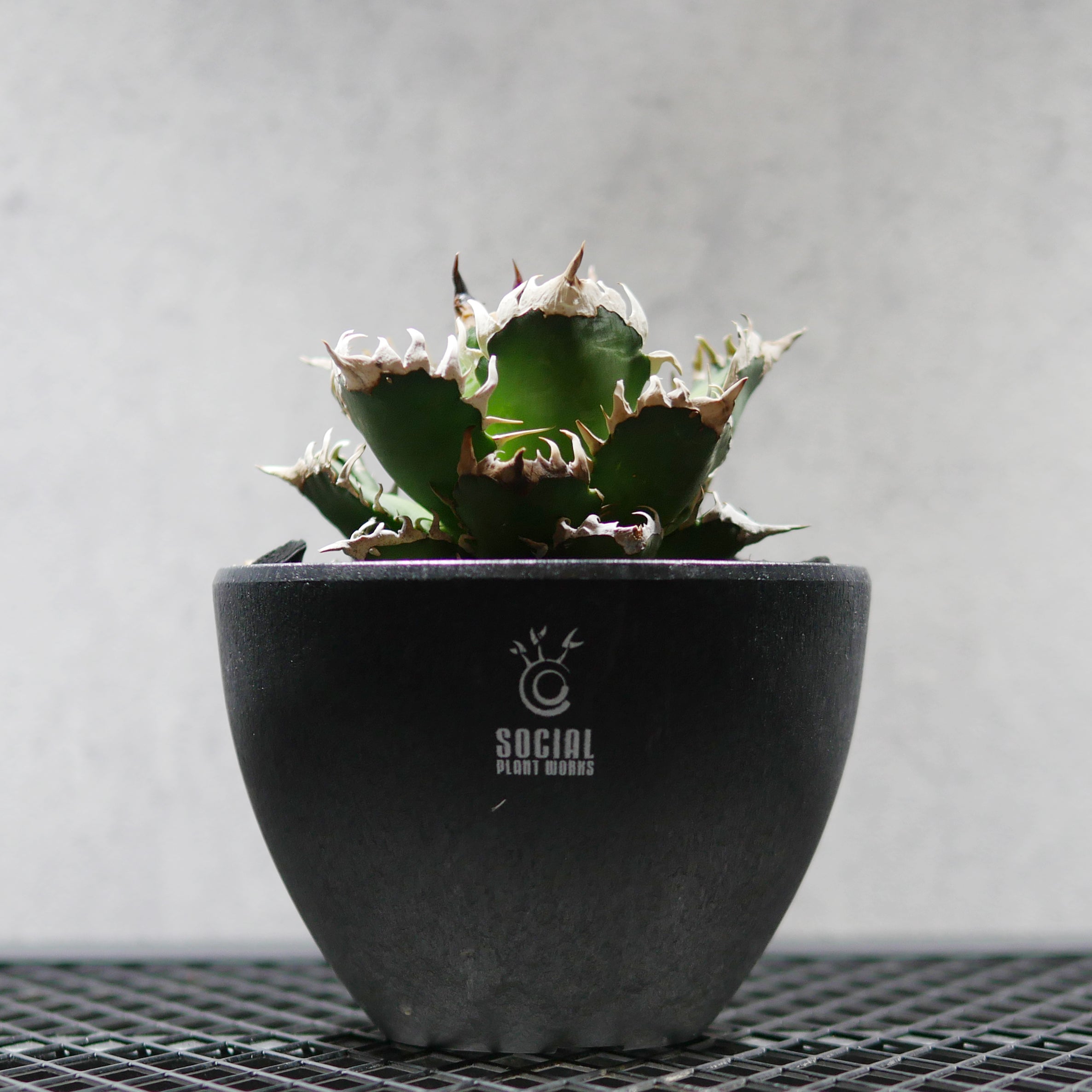 アガベ チタノタ レッドキャットウィールズ 赤猫02 LOGO ECO POT SIZE