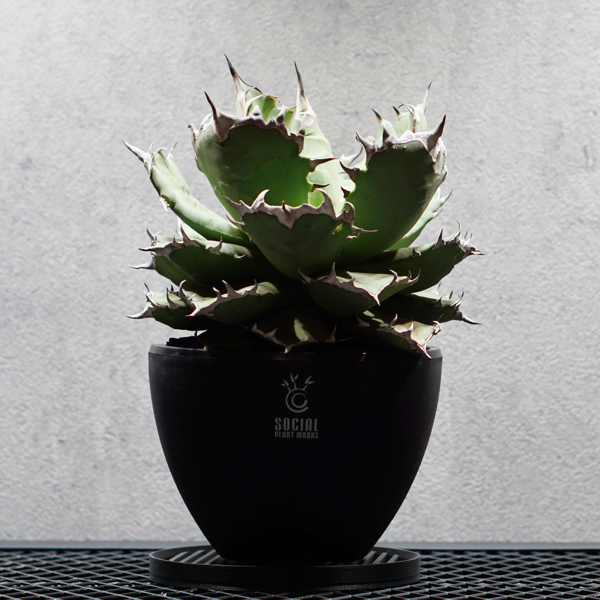 【プレミア大株】アガベ チタノタ 姫厳竜05 LOGO ECO POT SIZE M（4.5号サイズ鉢）＋ LOGO SLIT PLATE Mセット