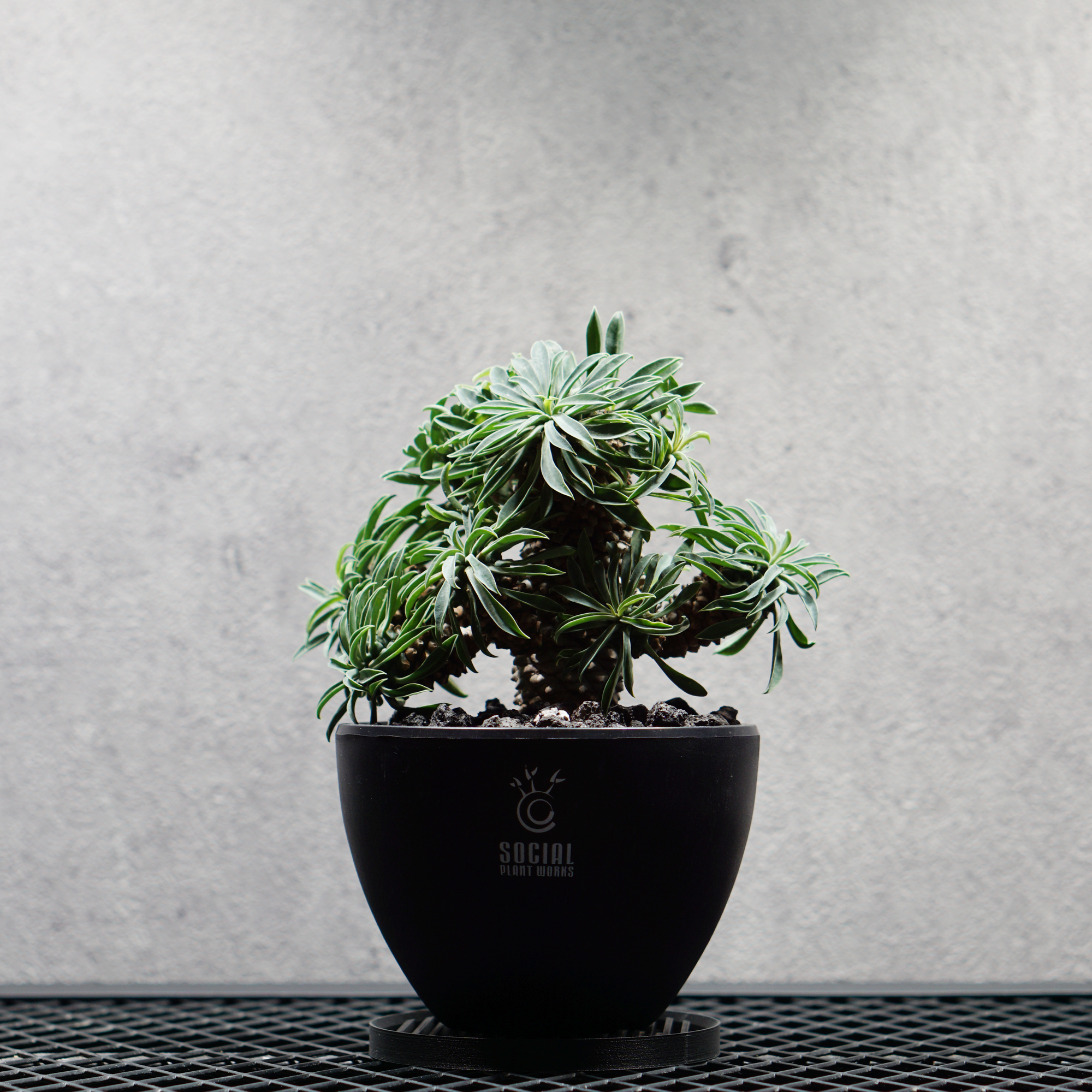 ユーフォルビア ソテツキリン06 LOGO ECO POT SIZE S（3.5号サイズ鉢）＋ LOGO SLIT PLATE Sセット