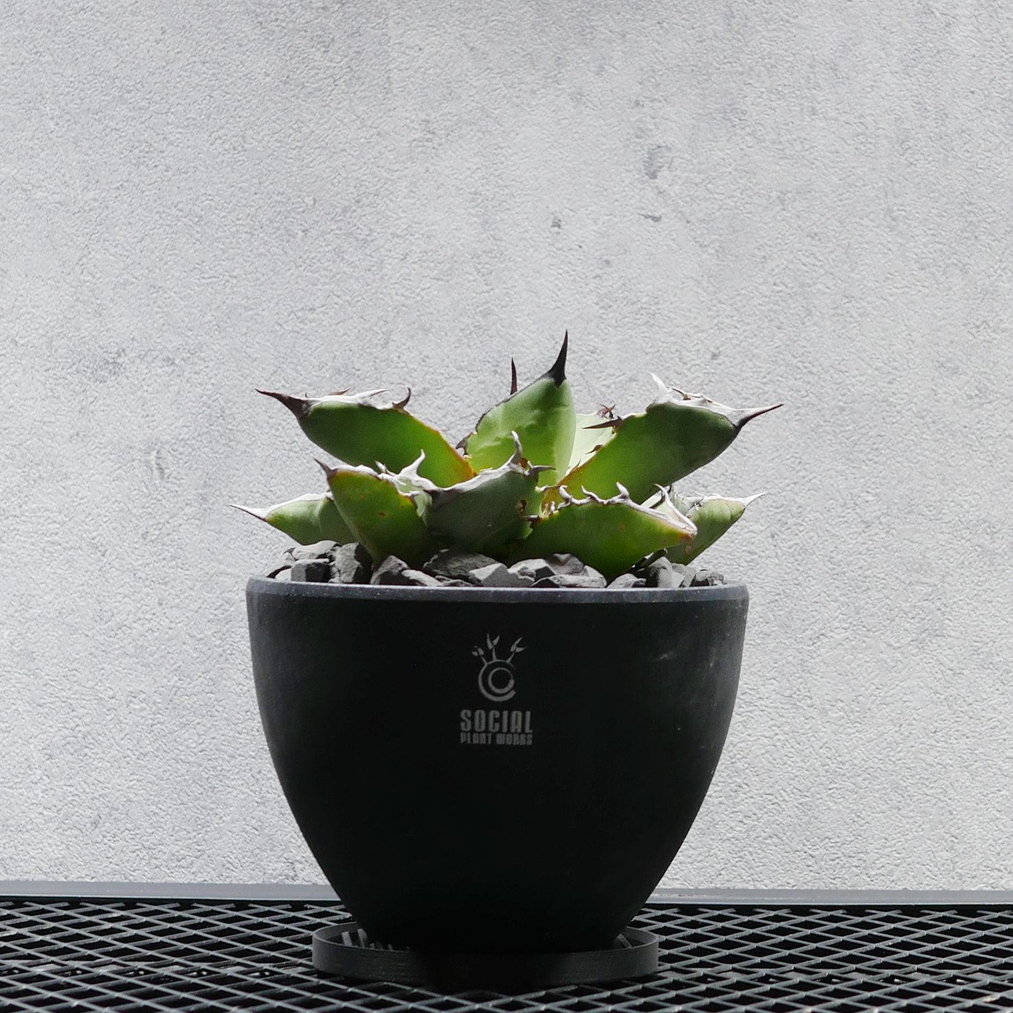 アガベ チタノタ 海王 LOGO ECO POT SIZE M(4.5号サイズ鉢)+ LOGO アガベ チタノタ 海王 LOGO ECO POT SIZE M(4.5号サイズ鉢)+ LOGO