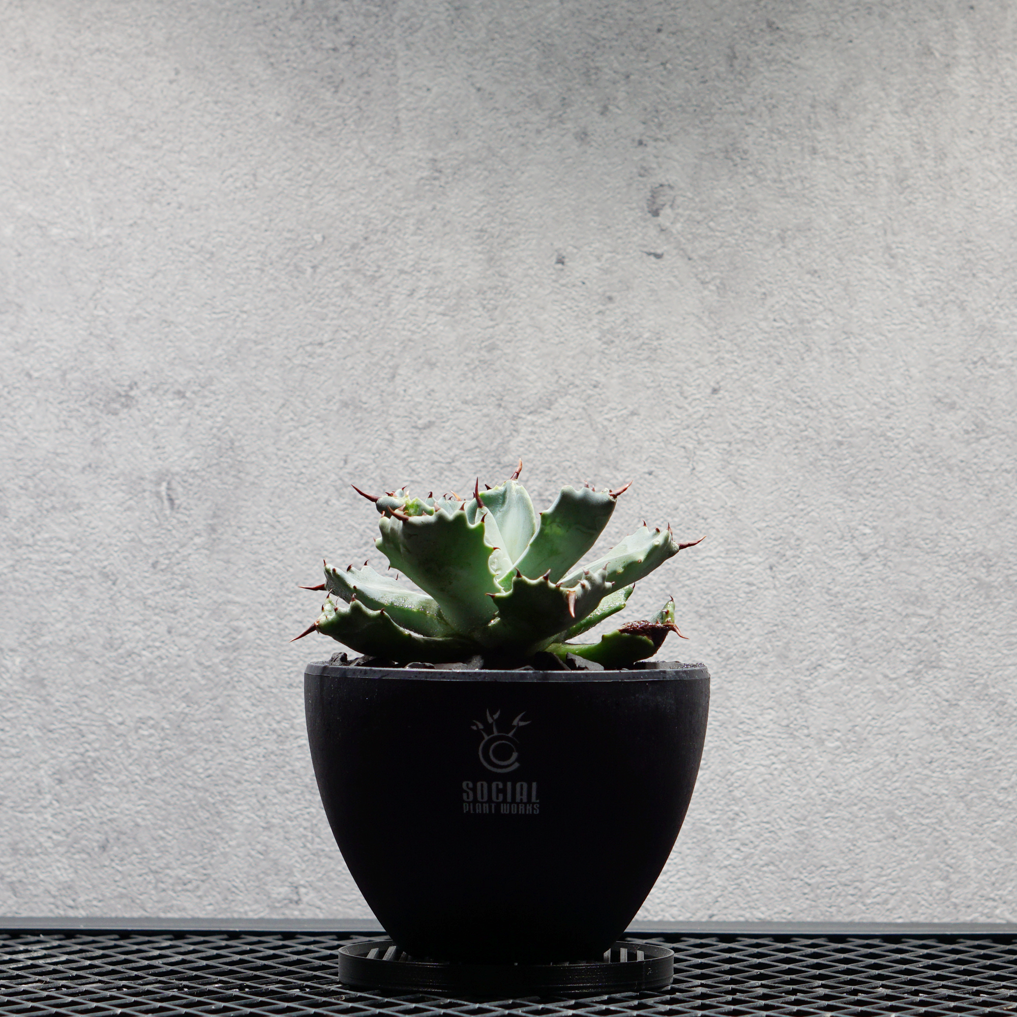 アガベ チタノタ 雷神 LOGO ECO POT SIZE S（3.5号サイズ鉢）＋ LOGO SLIT PLATE Sセット