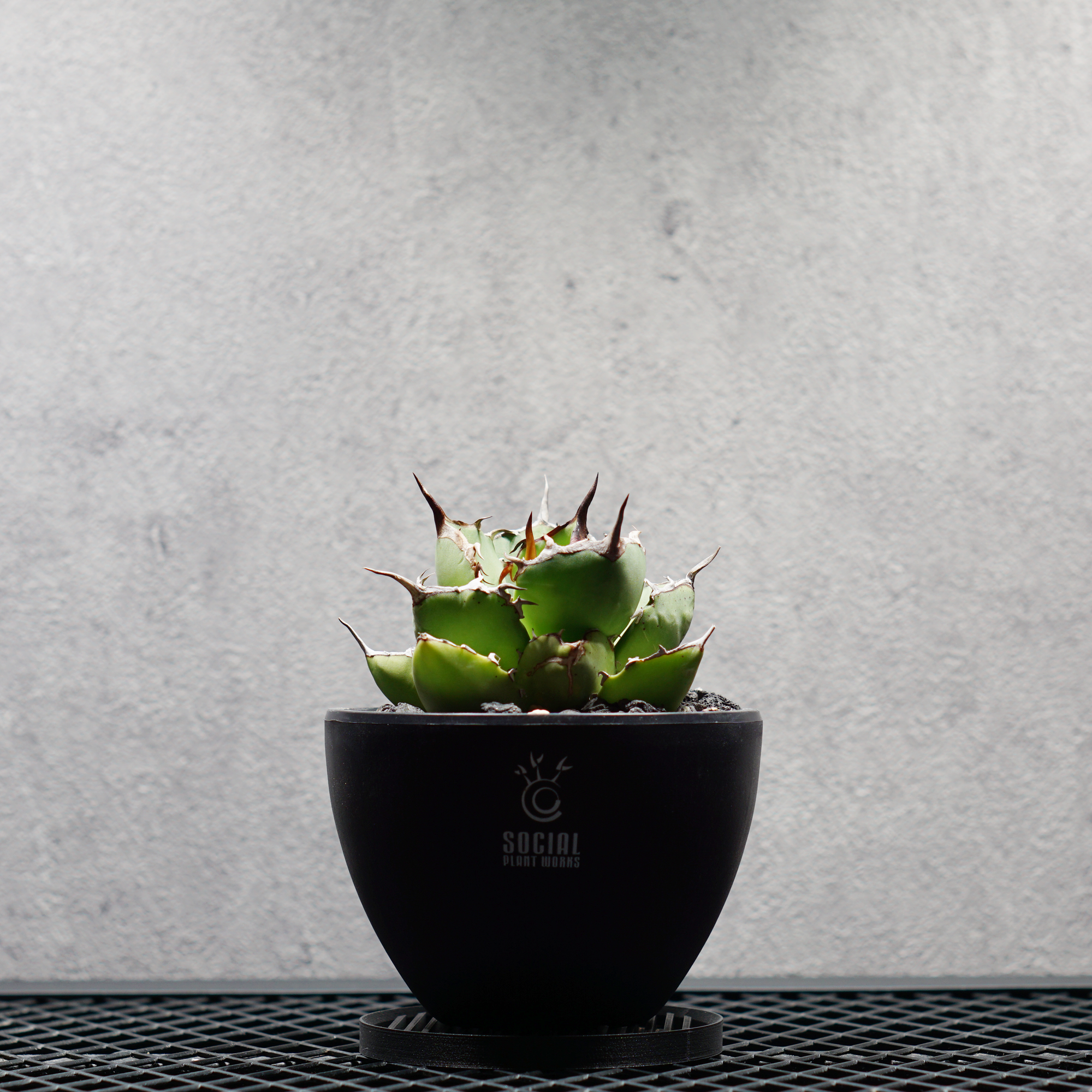 アガベ チタノタ 覇王龍 選抜株 LOGO ECO POT SIZE S（3.5号サイズ鉢）＋ LOGO SLIT PLATE Sセット