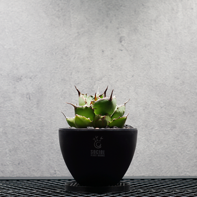 PLANTS