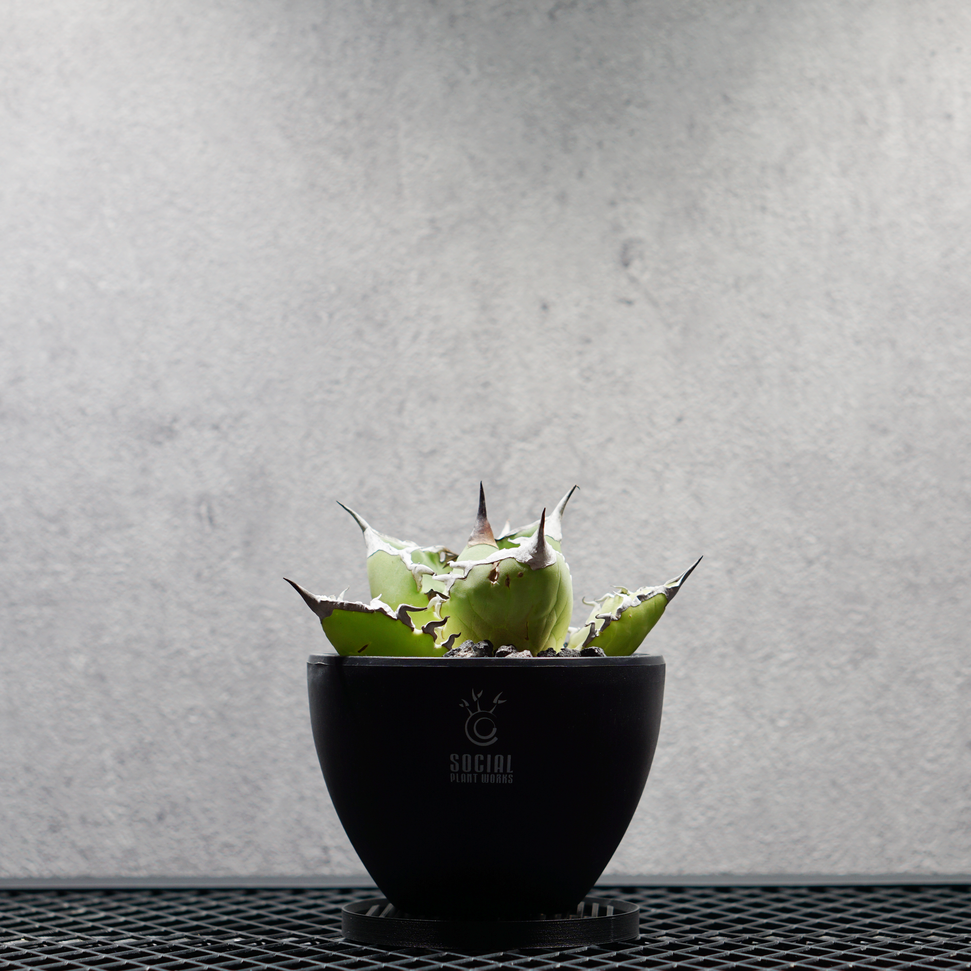 アガベ チタノタ シャークソード03 LOGO ECO POT SIZE S（3.5号サイズ鉢）＋ LOGO SLIT PLATE Sセット