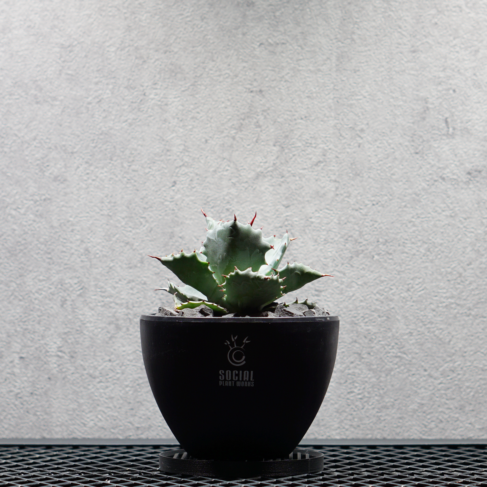 アガベ チタノタ 兜蟹 カブトガニ02 LOGO ECO POT SIZE S（3.5号サイズ鉢）＋ LOGO SLIT PLATE Sセット