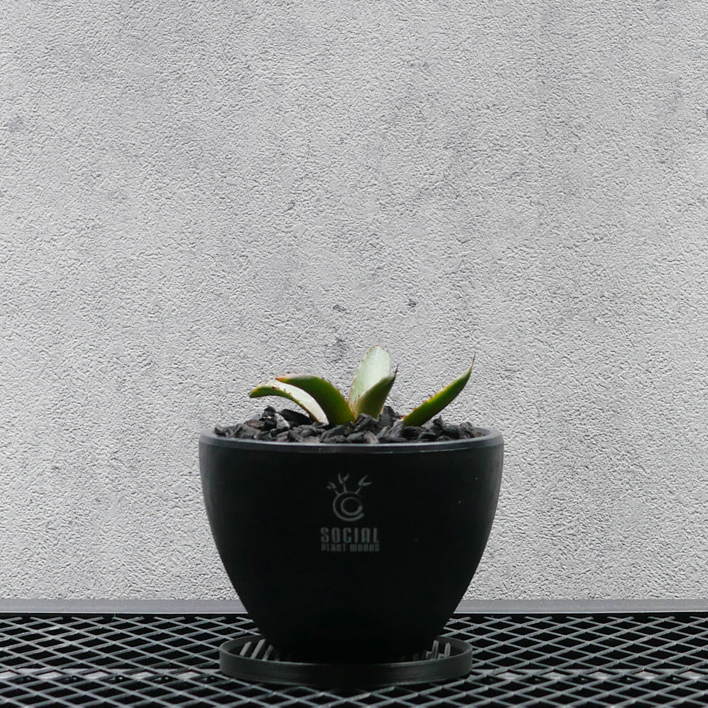 アガベ チタノタ フィリグリー LOGO ECO POT SIZE S（3.5号サイズ鉢
