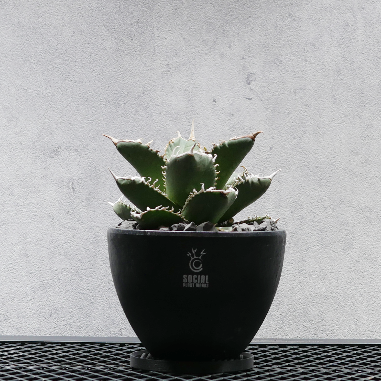 アガベ チタノタ 白鯨選抜株 LOGO ECO POT SIZE M(4.5号サイズ鉢)+ アガベ チタノタ 白鯨選抜株 LOGO ECO POT SIZE M(4.5号サイズ鉢)+