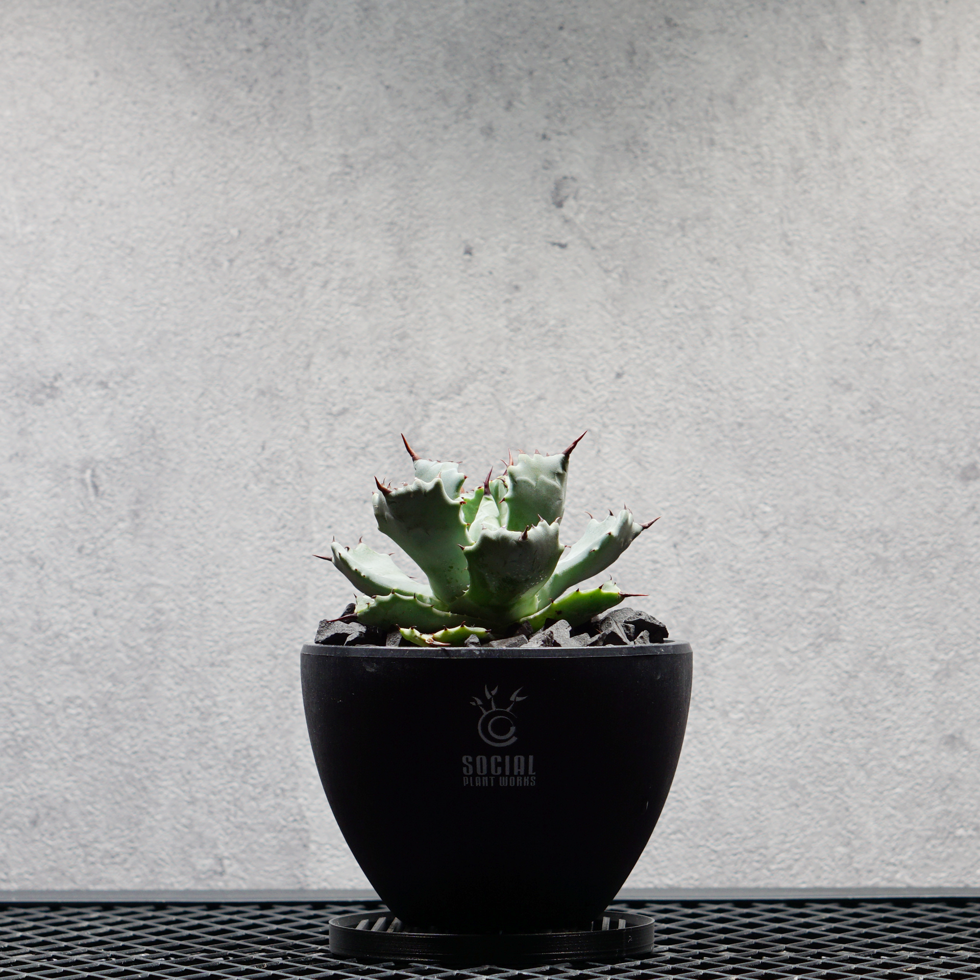 アガベ チタノタ 雷神02 LOGO ECO POT SIZE S（3.5号サイズ鉢）＋ LOGO