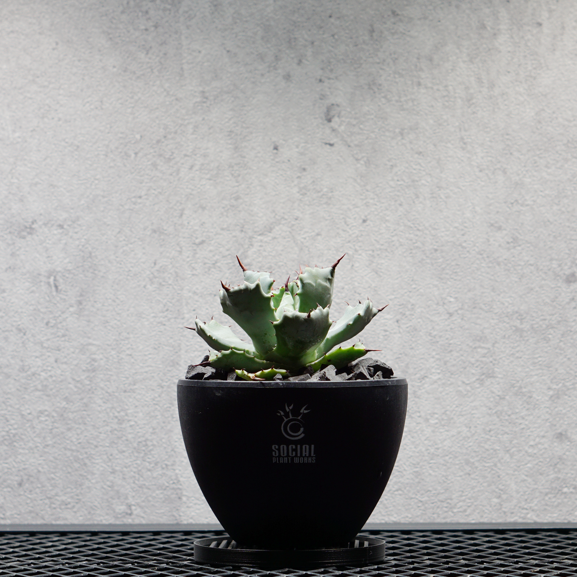 アガベ チタノタ 雷神02 LOGO ECO POT SIZE S（3.5号サイズ鉢）＋ LOGO SLIT PLATE Sセット